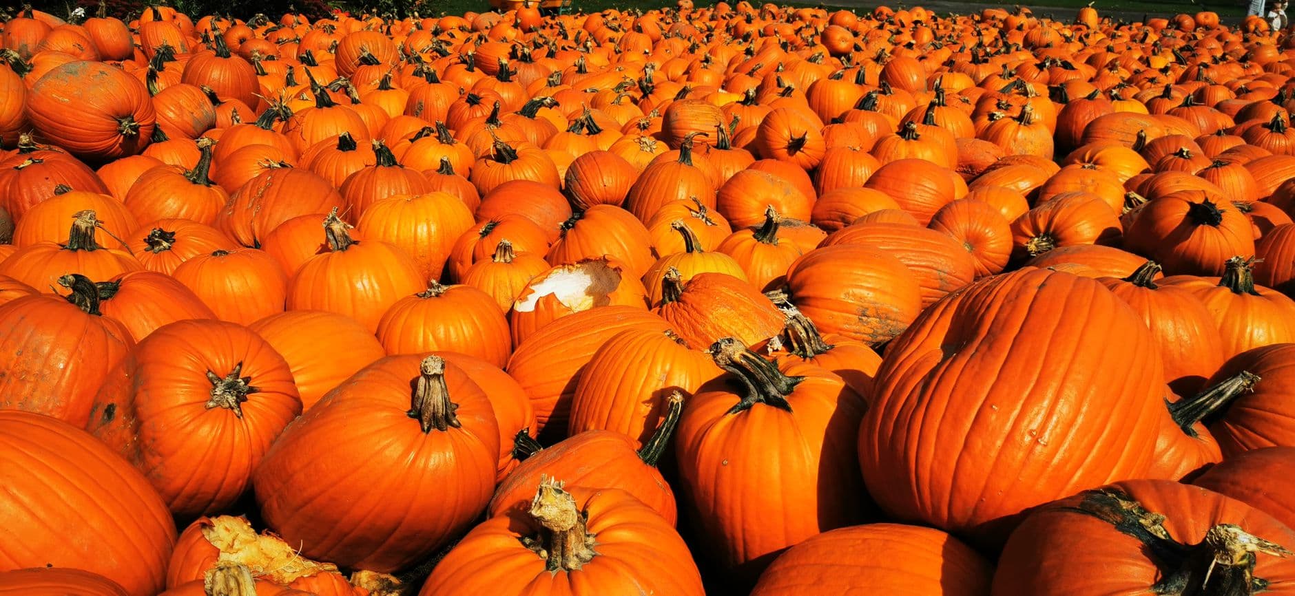 Phillips Farm Produce