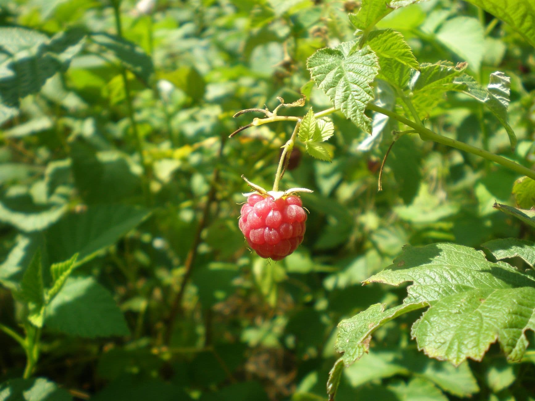 Pigman's Produce