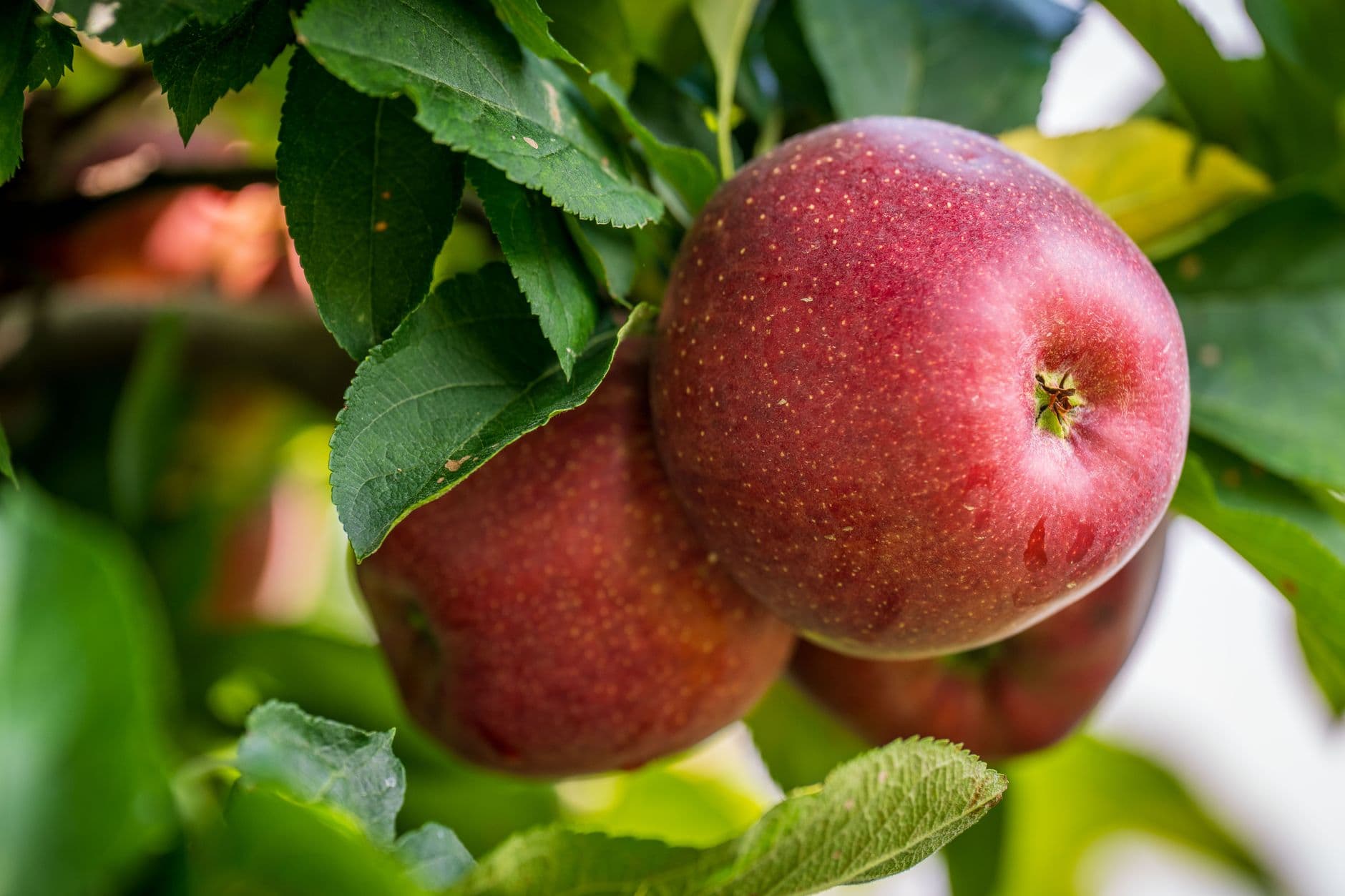 Pine Hill Orchards