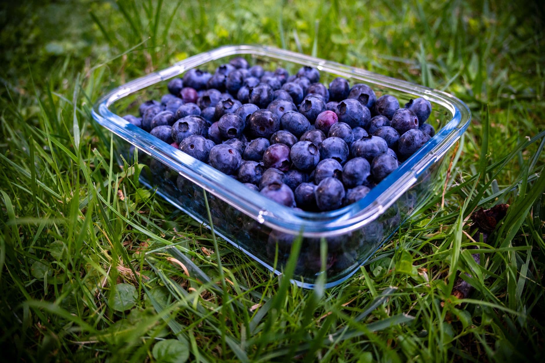 Pine Lake Blueberry Farm