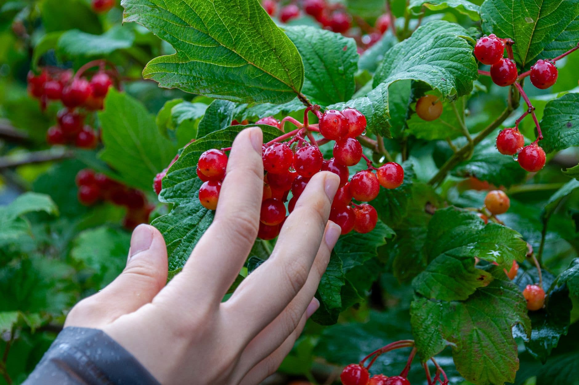 Piper Blueberry Farm