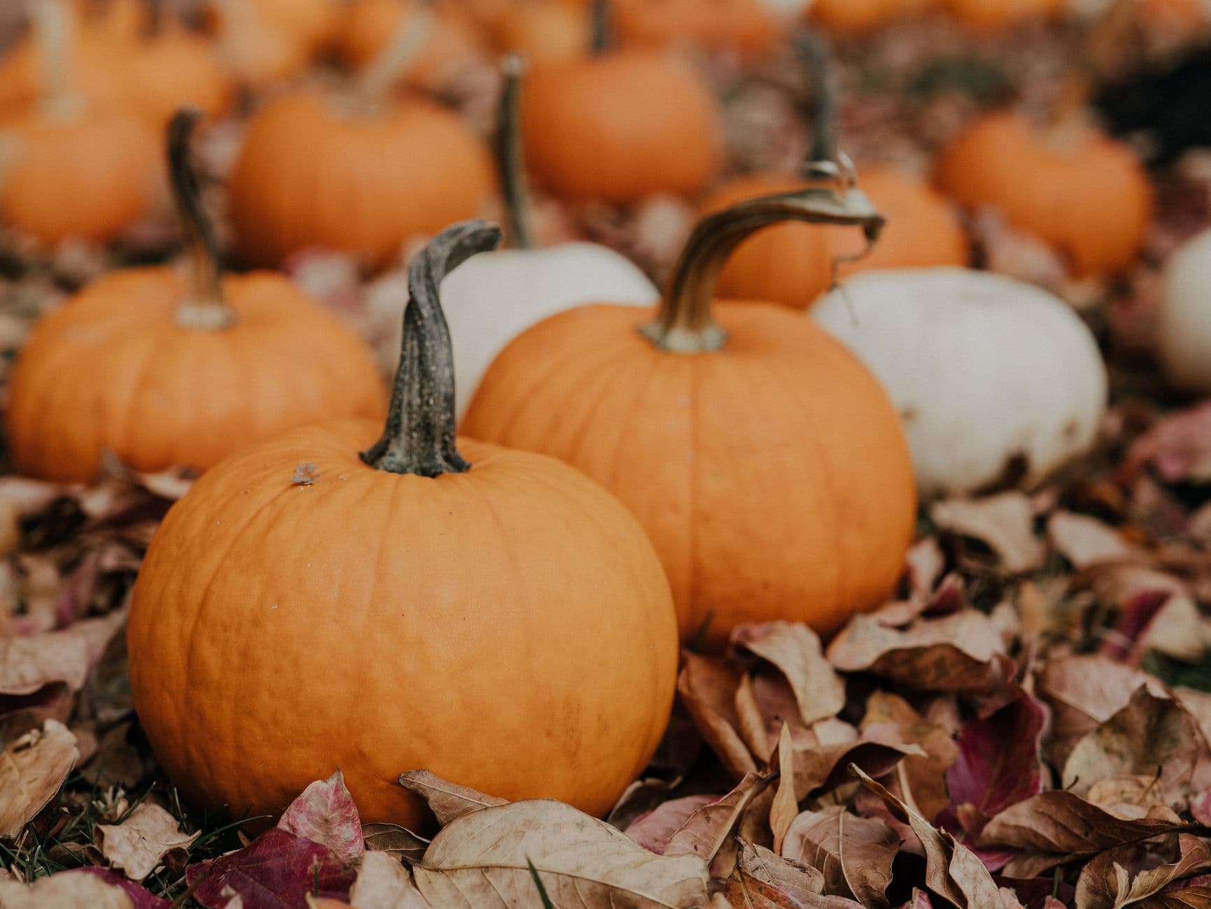 Plymouth Orchards & Cider Mill
