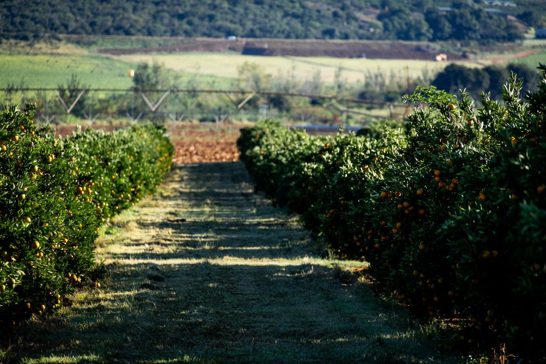 Powder Blue Berry Farm
