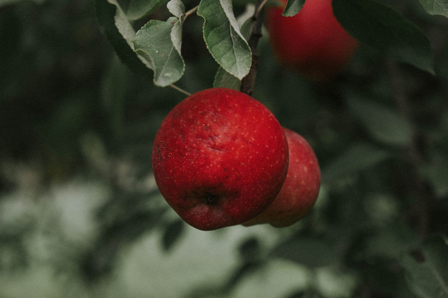 Prairie Sky Orchard