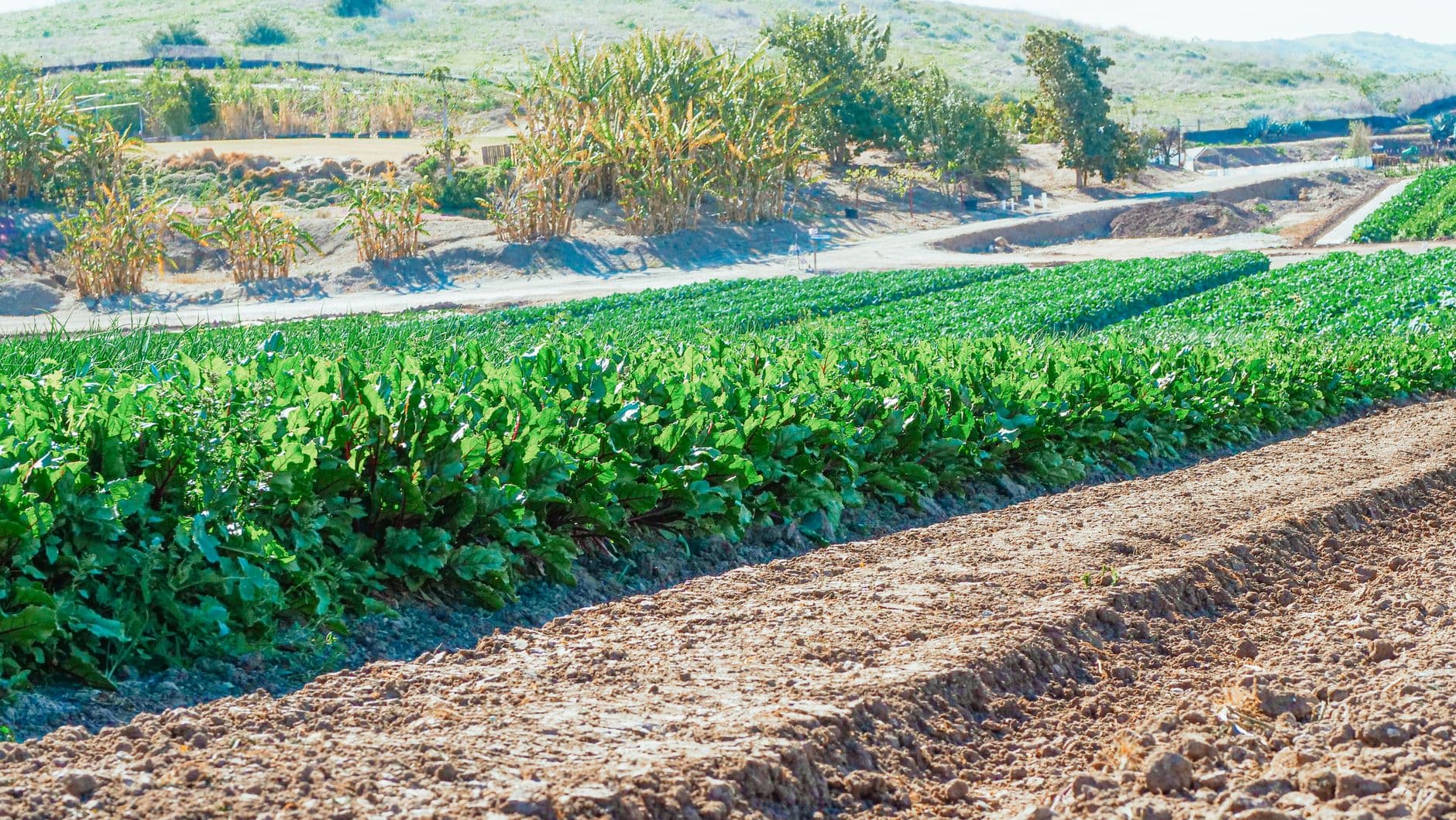 Price Blueberry Farm