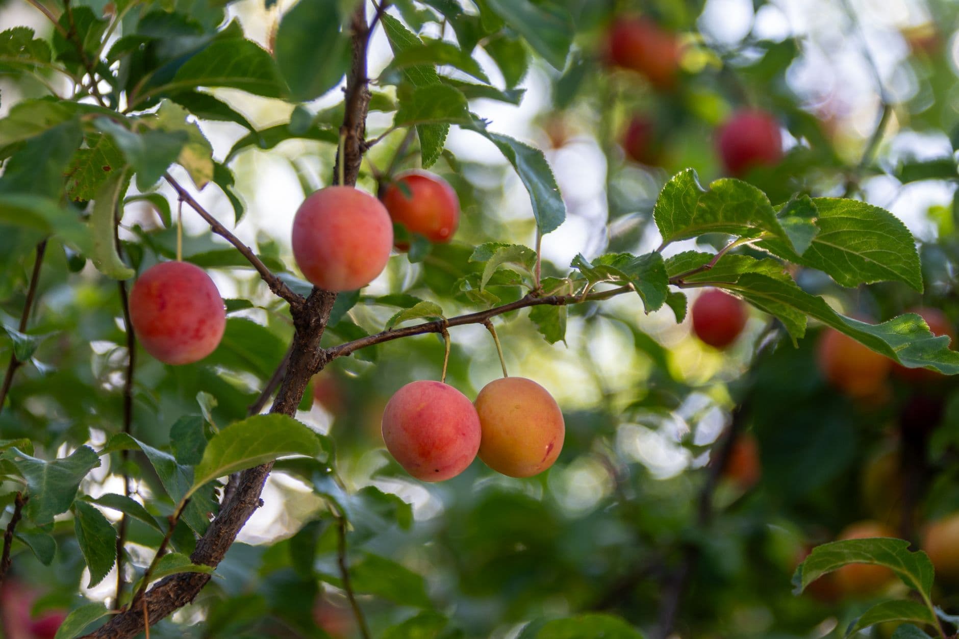 Prospect Hill Orchards