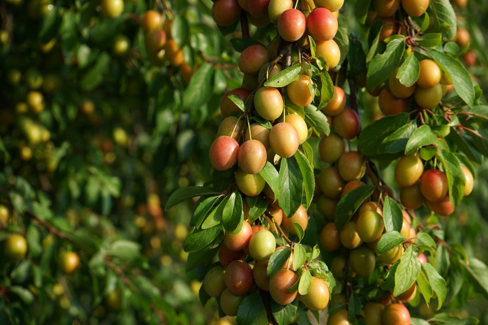 Pryor Orchards