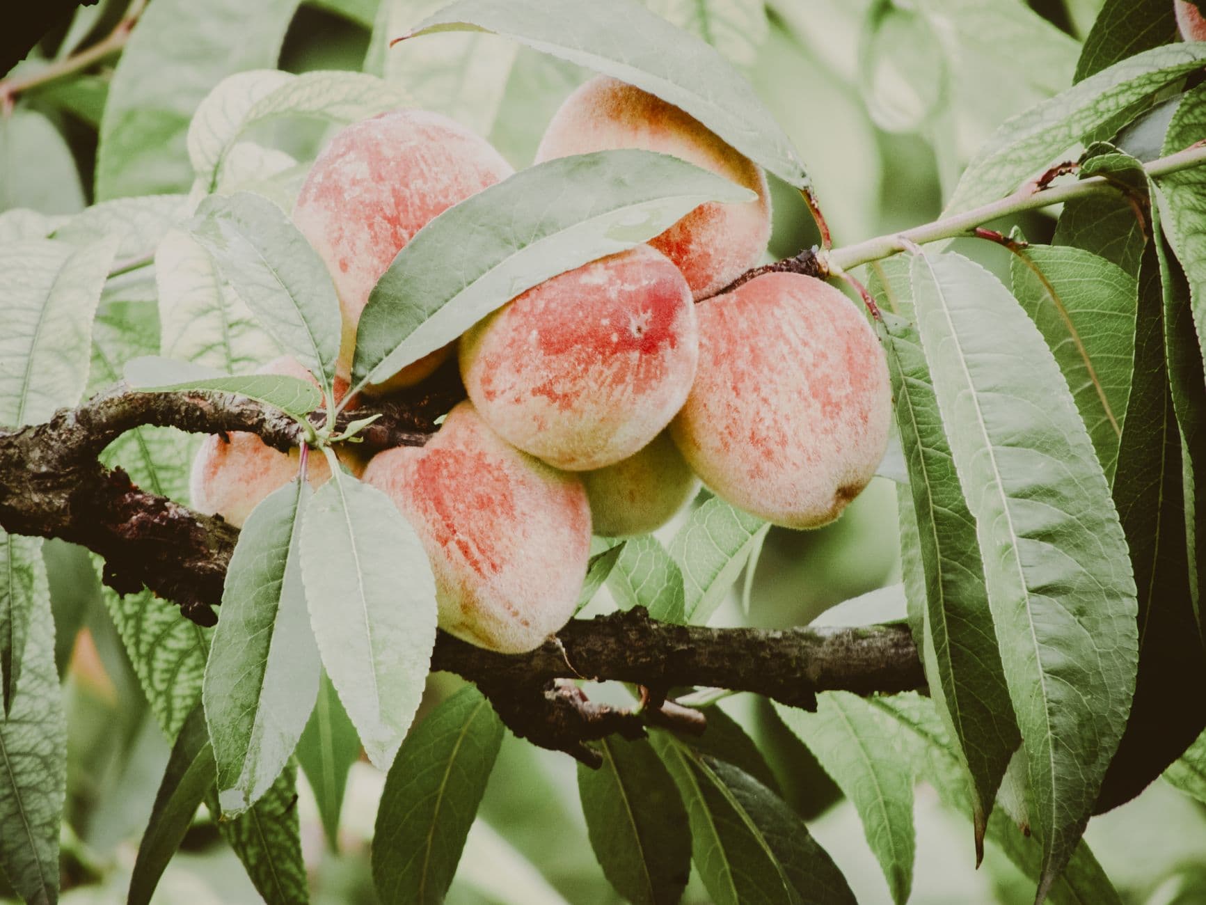 Quarry Hill Orchards