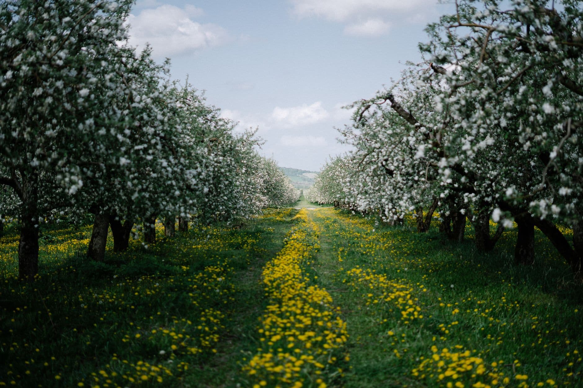 R&A Orchards