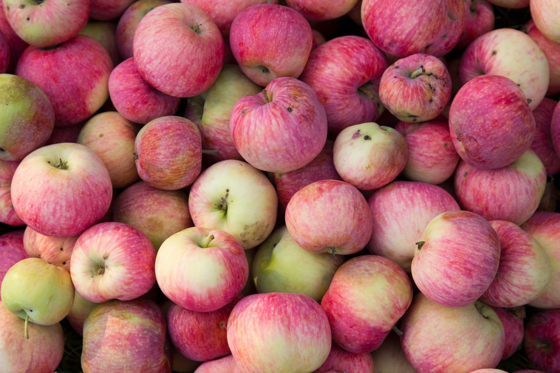R&M Orchards