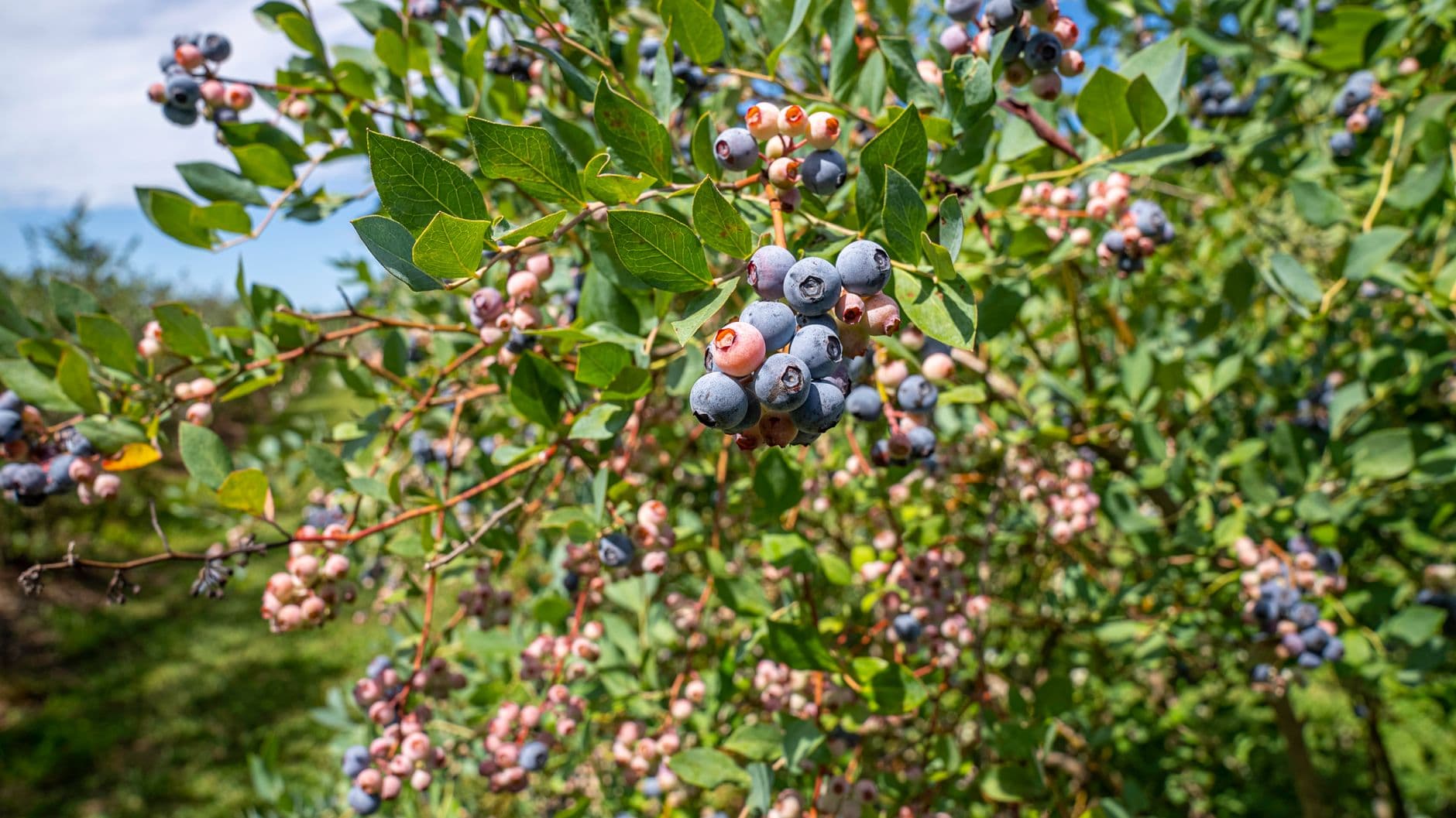 Raceway Berry Farm