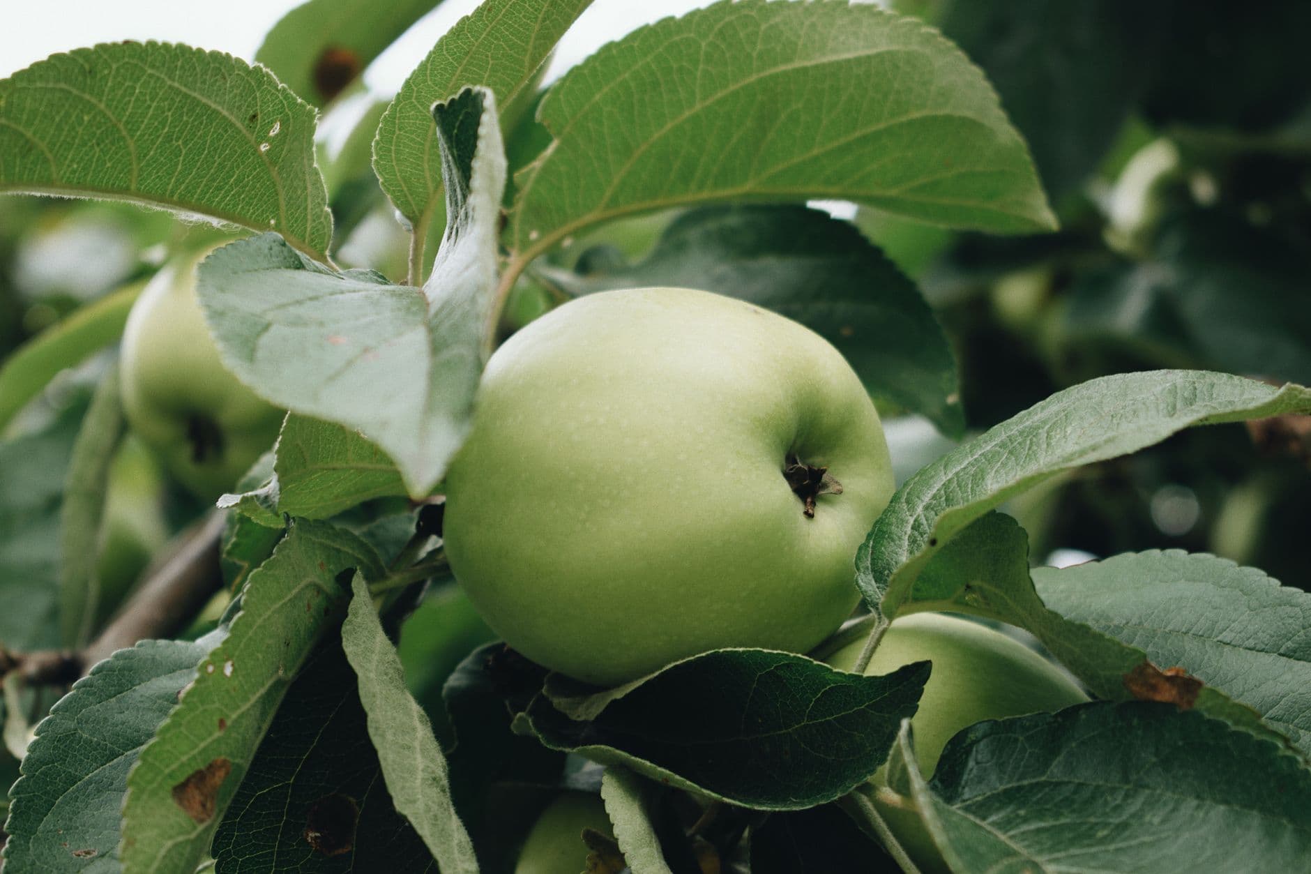 Radke's Orchards