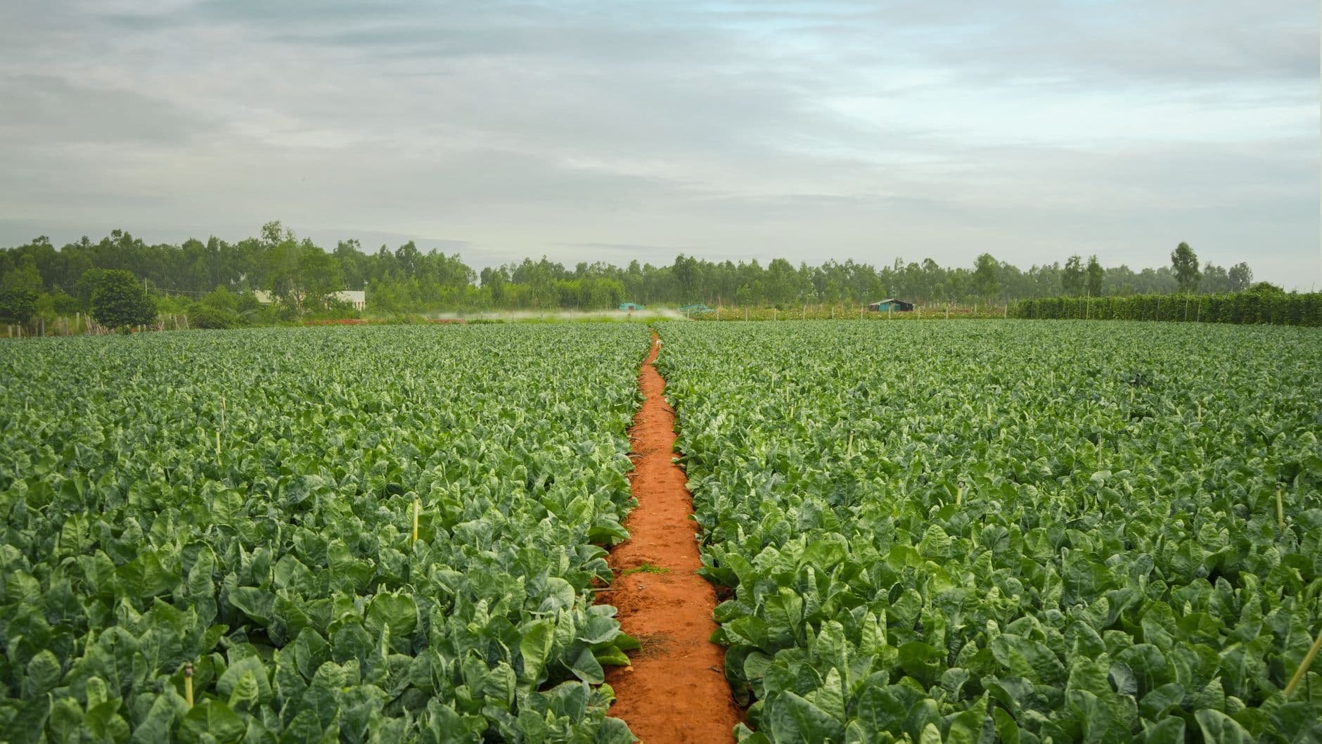 Rainbow Farms