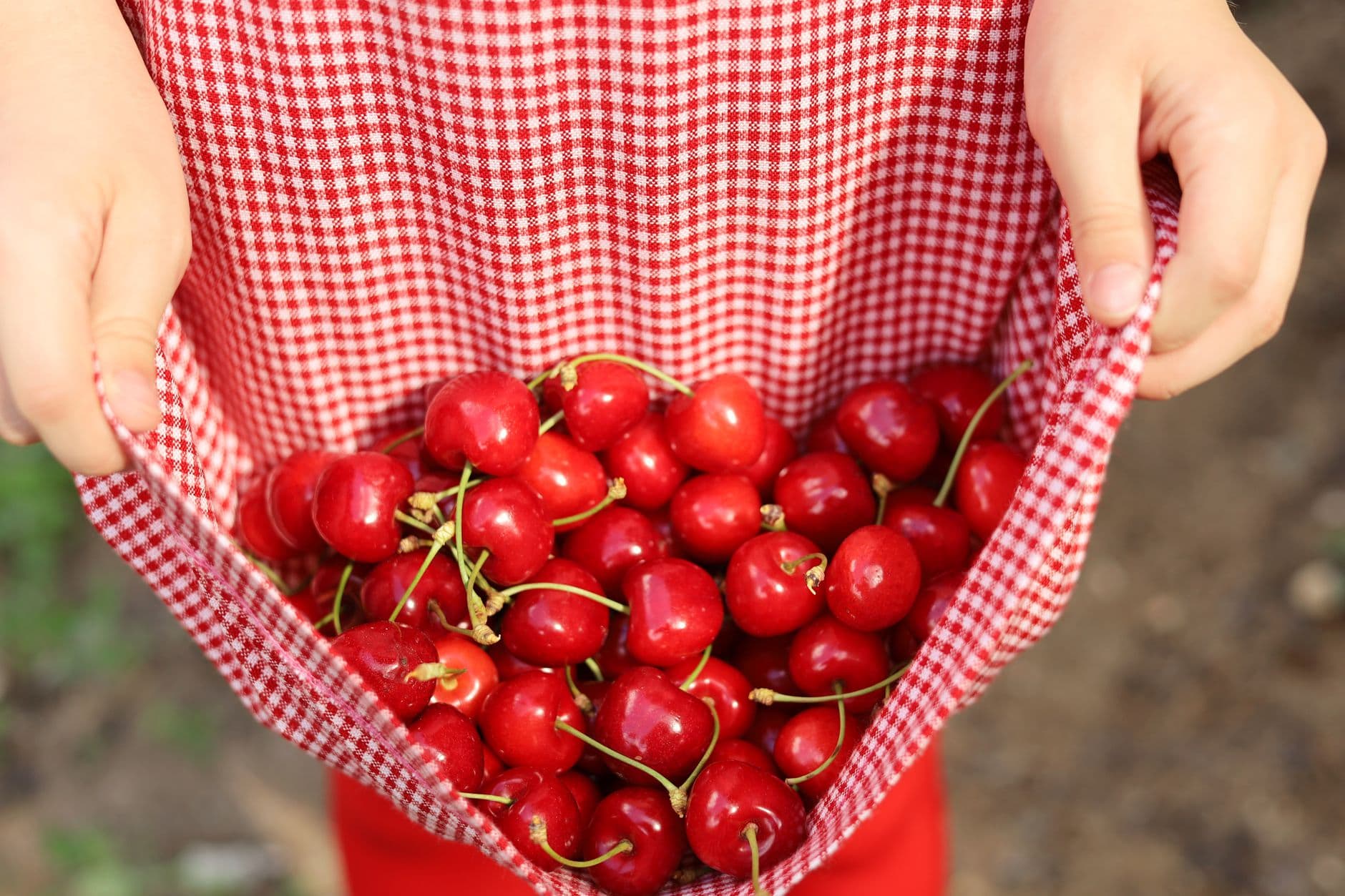 Rasch Cherry & Apple Market