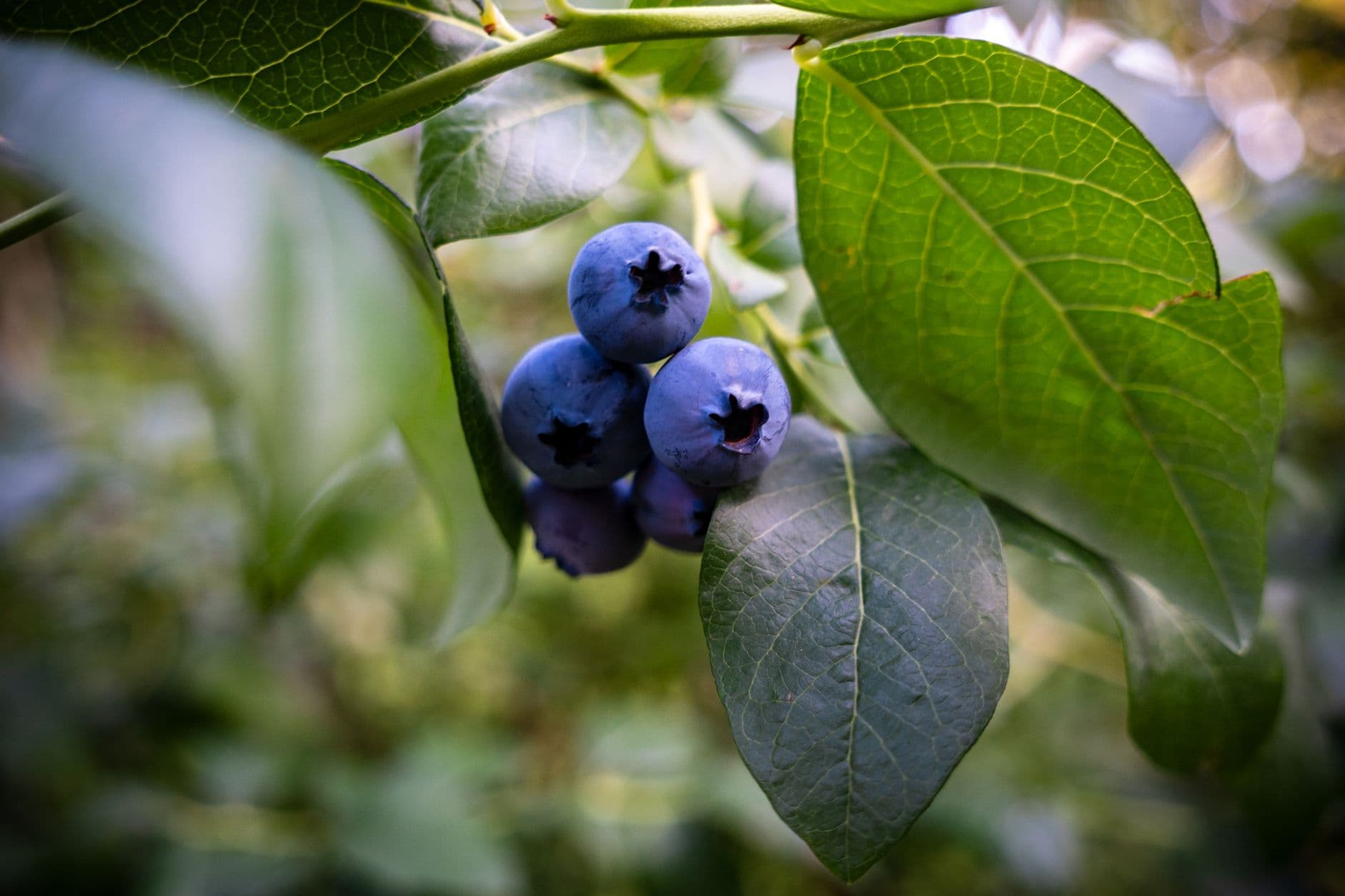 Reenders Blueberry Farms
