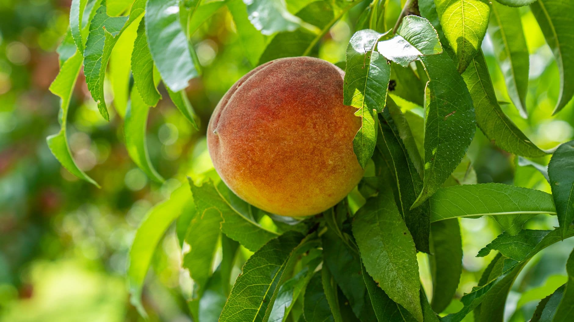 Richardson Farms