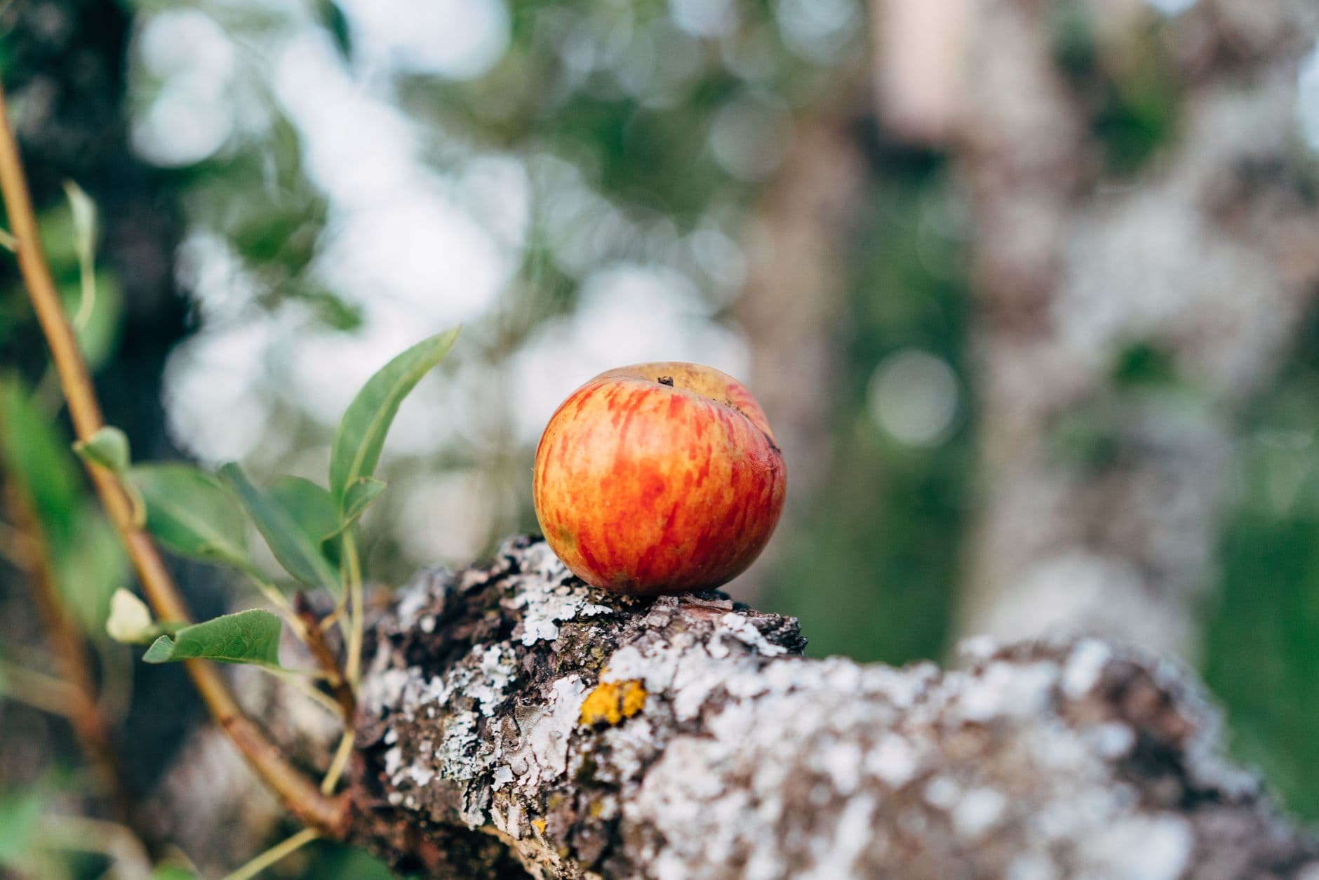 Rim's Edge Orchard