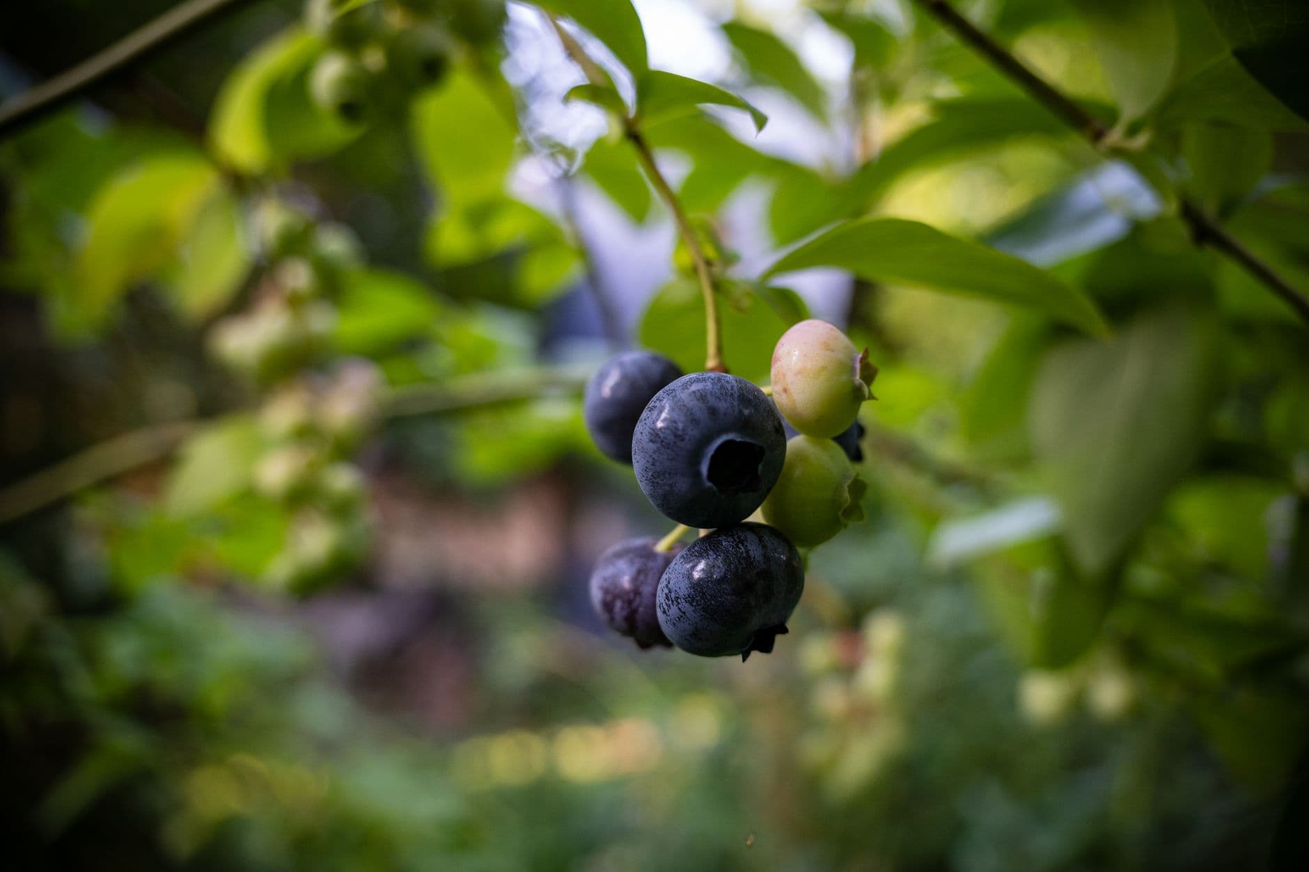 Rivers' Blueberries