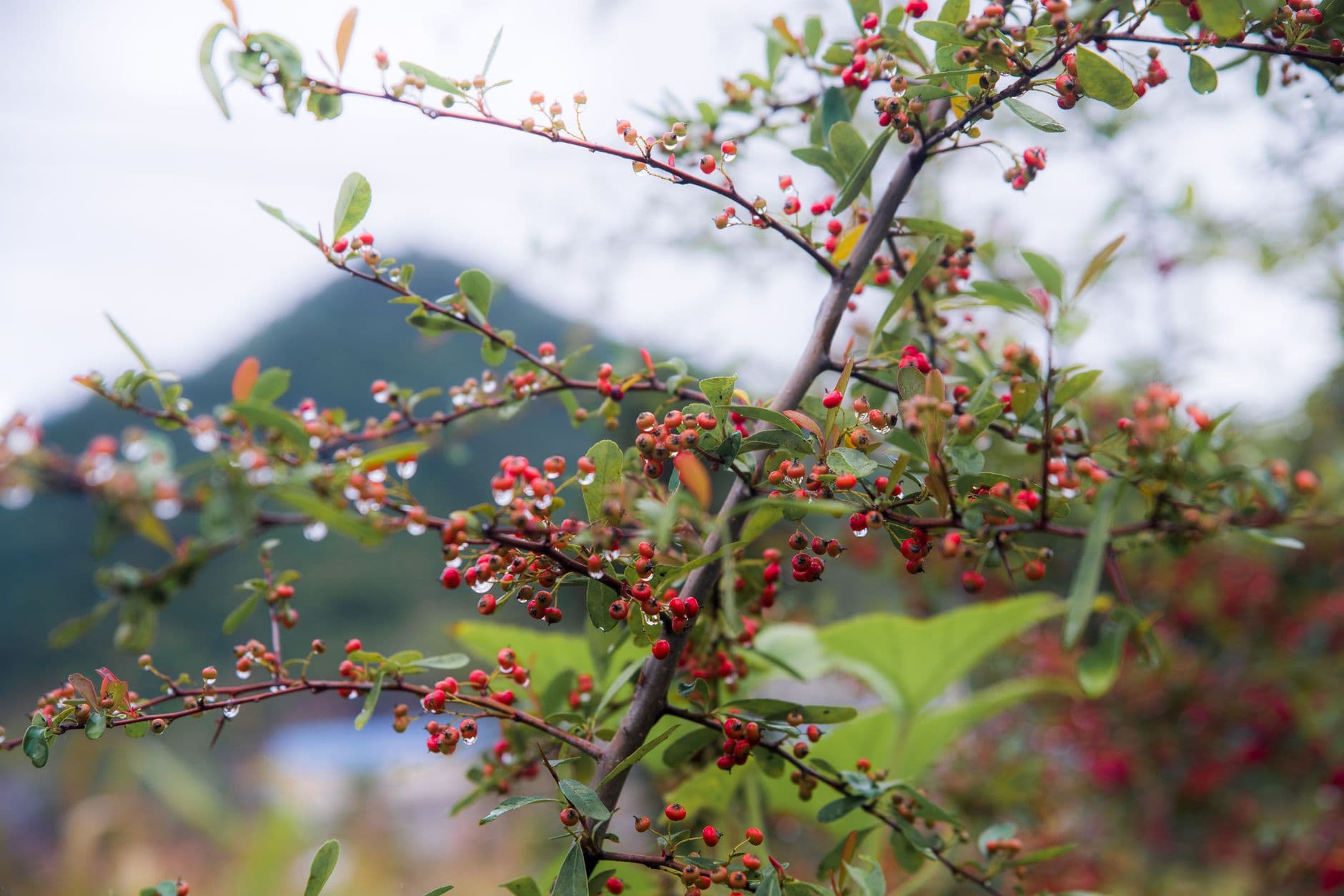 Rocky Ridge Blueberry Farm