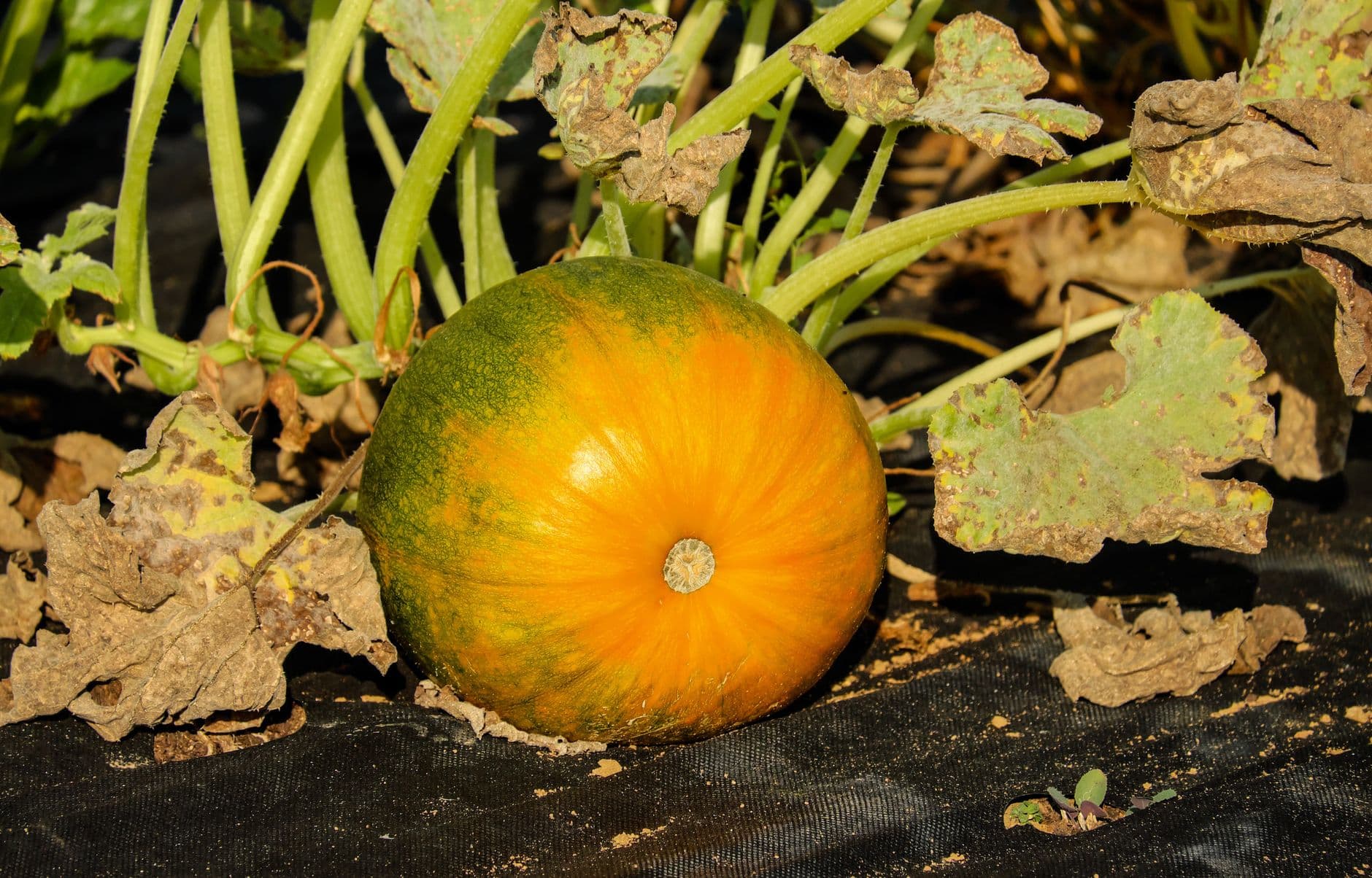 Rod's Berry Farm
