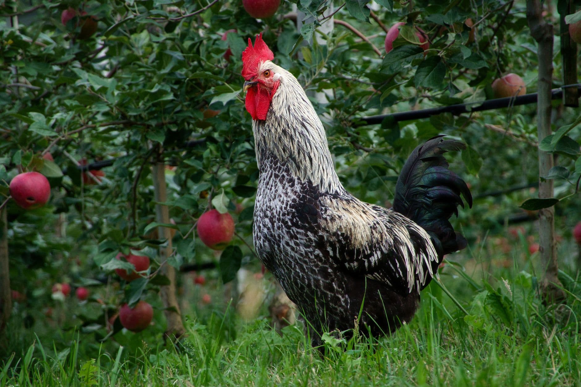 Rogers Orchards Shuttle Meadow Farm