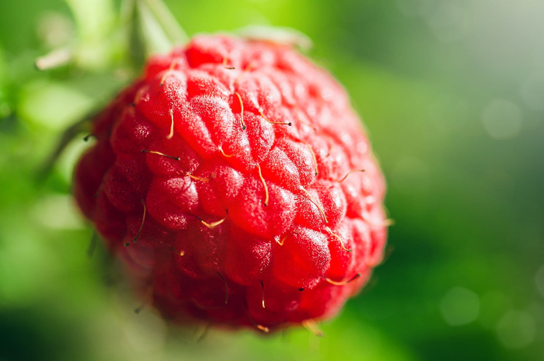 Roshak Berry Shak