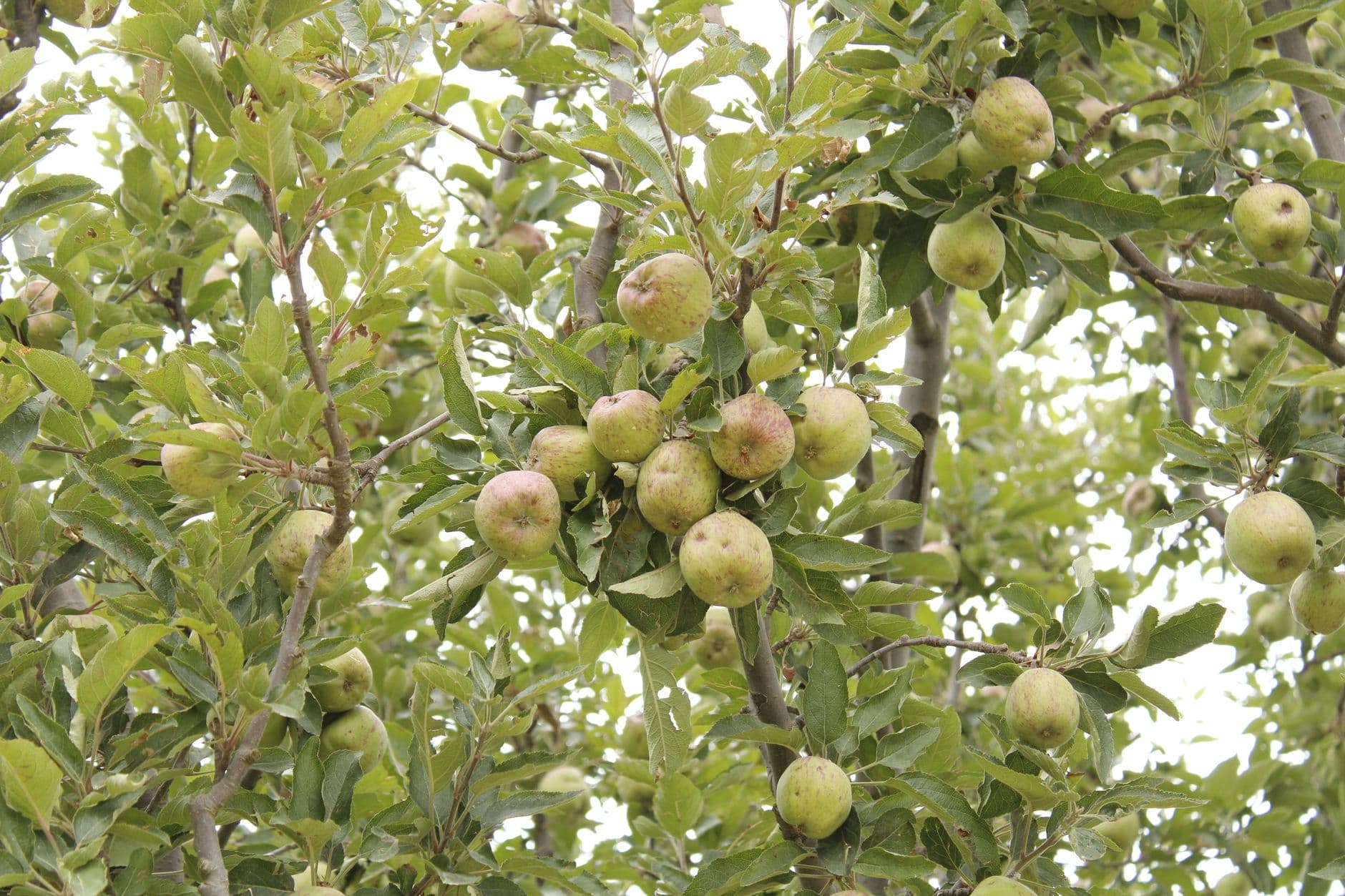 Royal Oak Farm Orchard