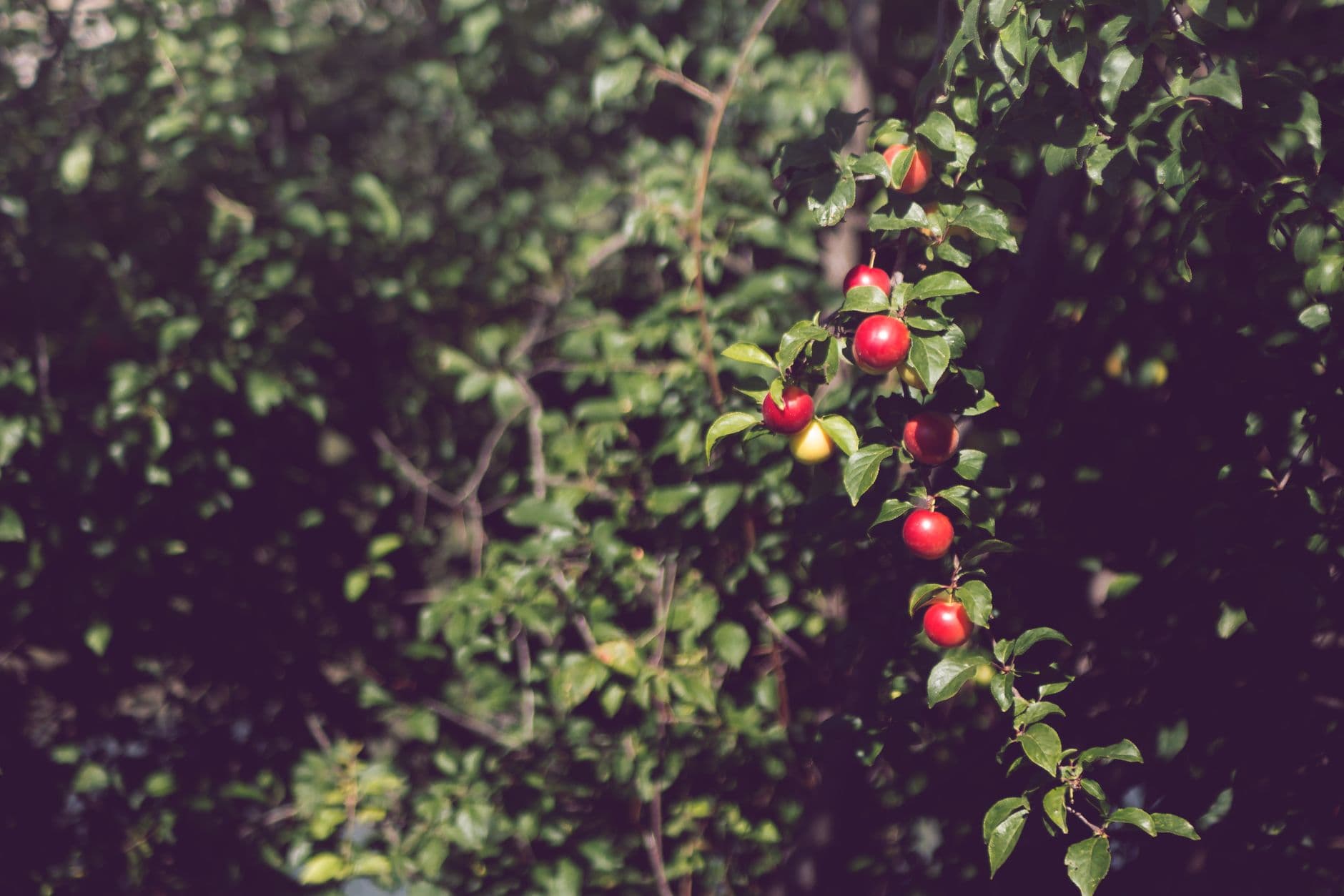 Russell Orchards
