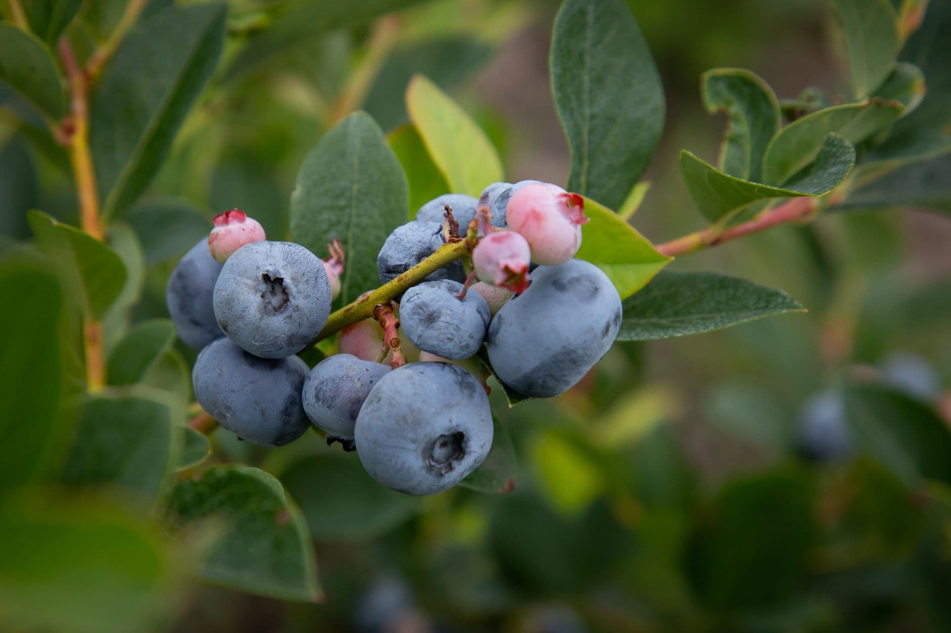 S. Kamphuis Blueberries