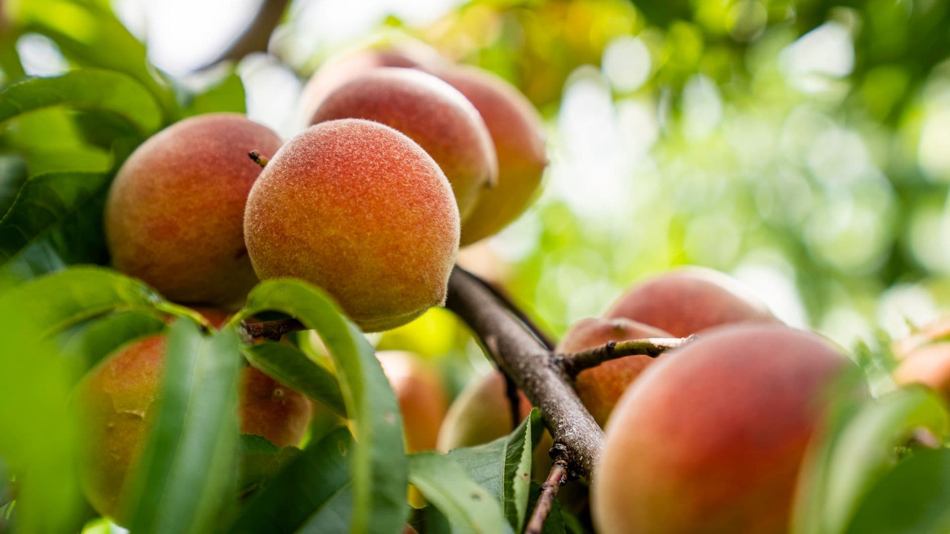 Salinas Family Orchard
