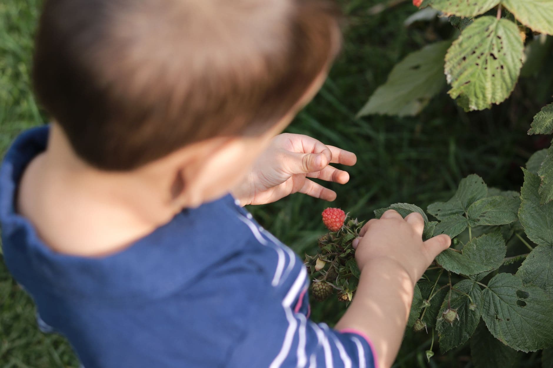 Sandy Bottom Berries