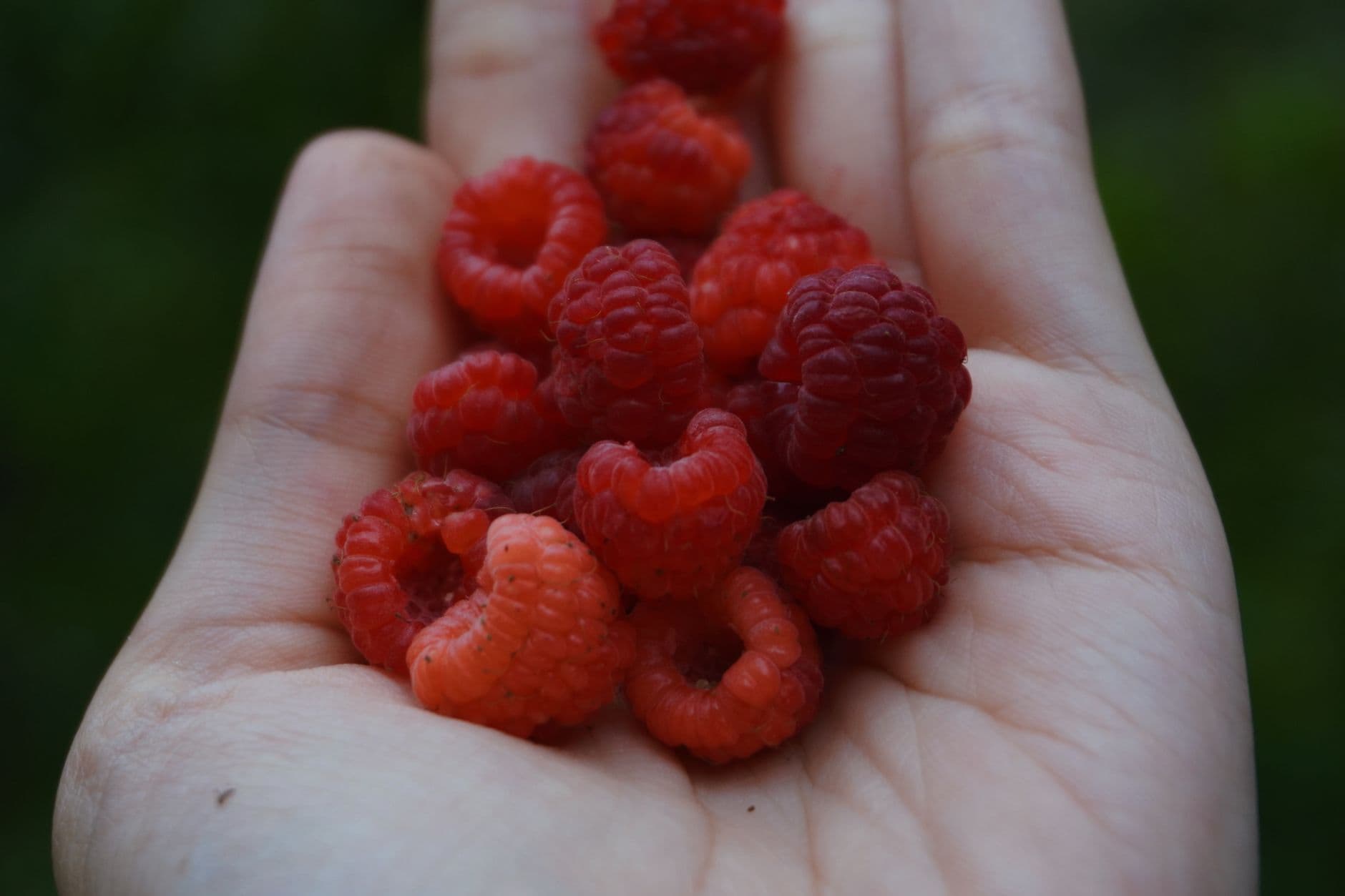 Sauvie Island Farms