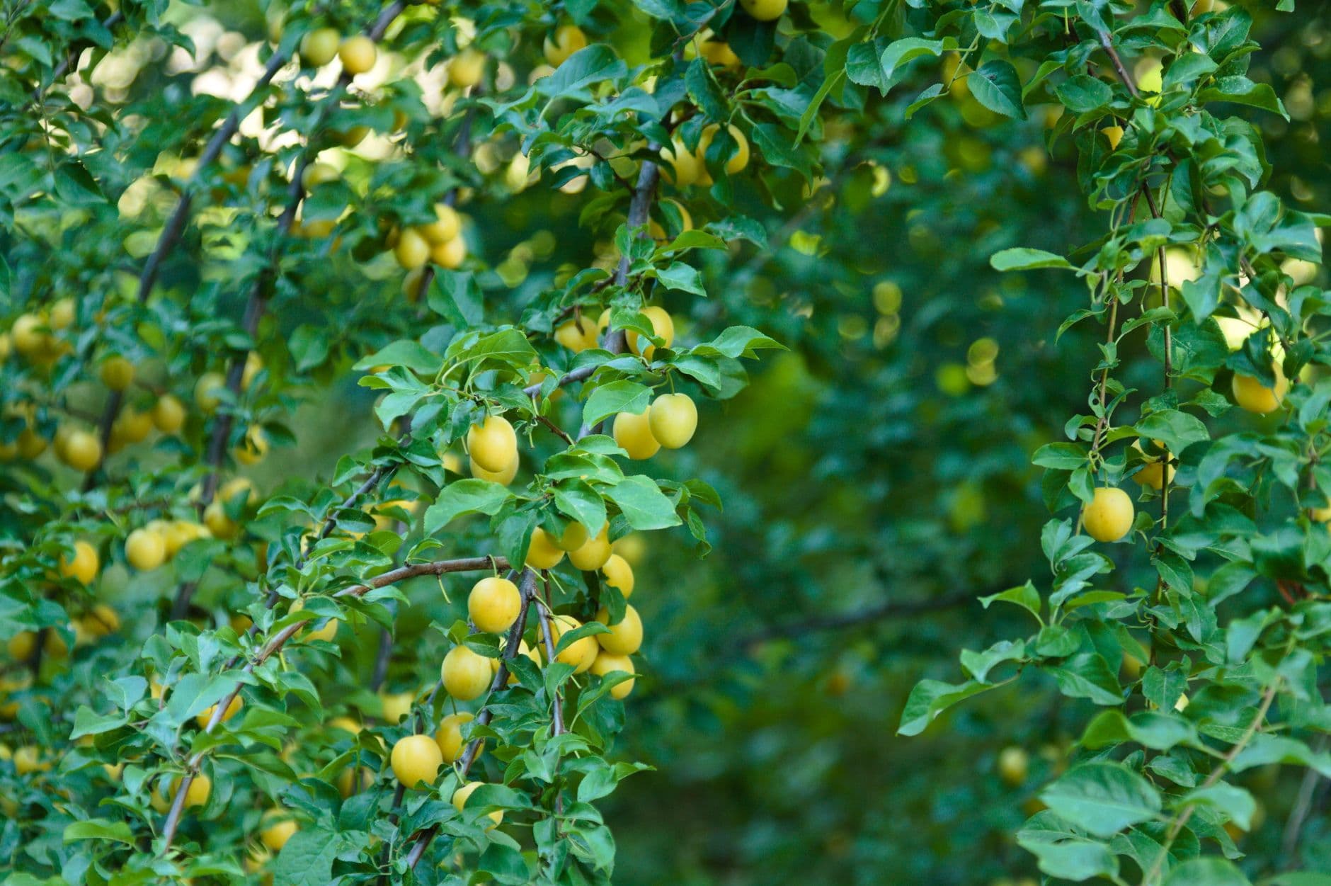 Scott's Orchard & Nursery