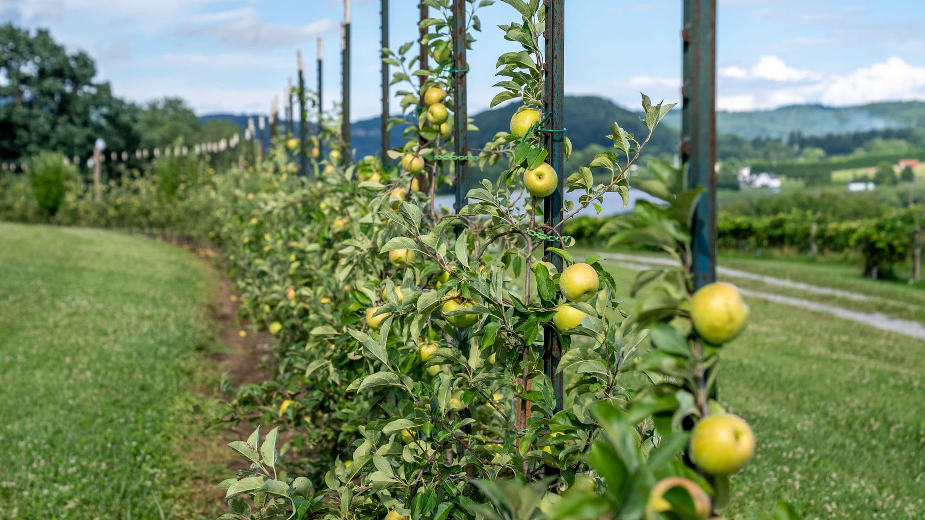 Shaw Orchards