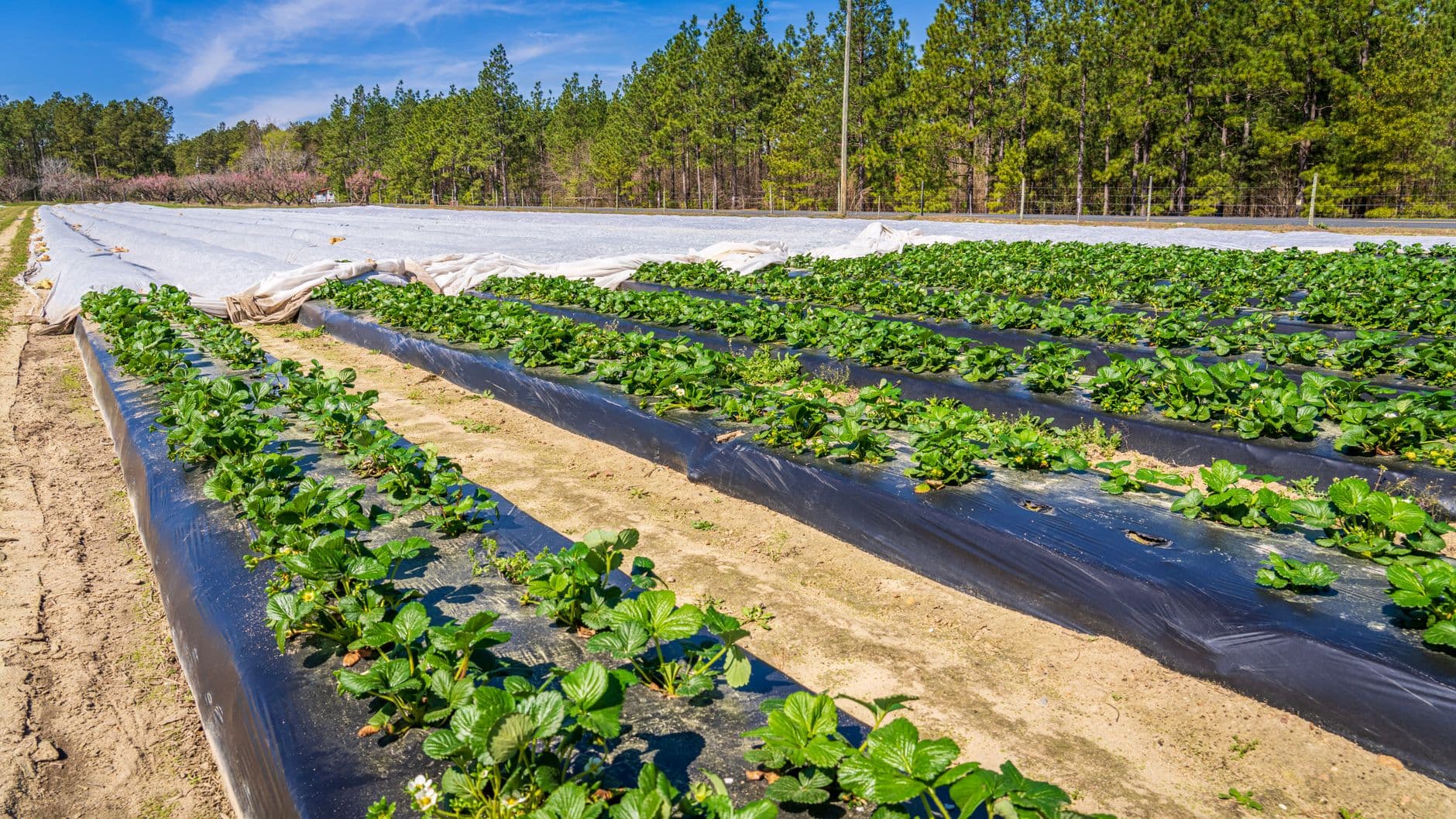 Shenk's Berry Farm
