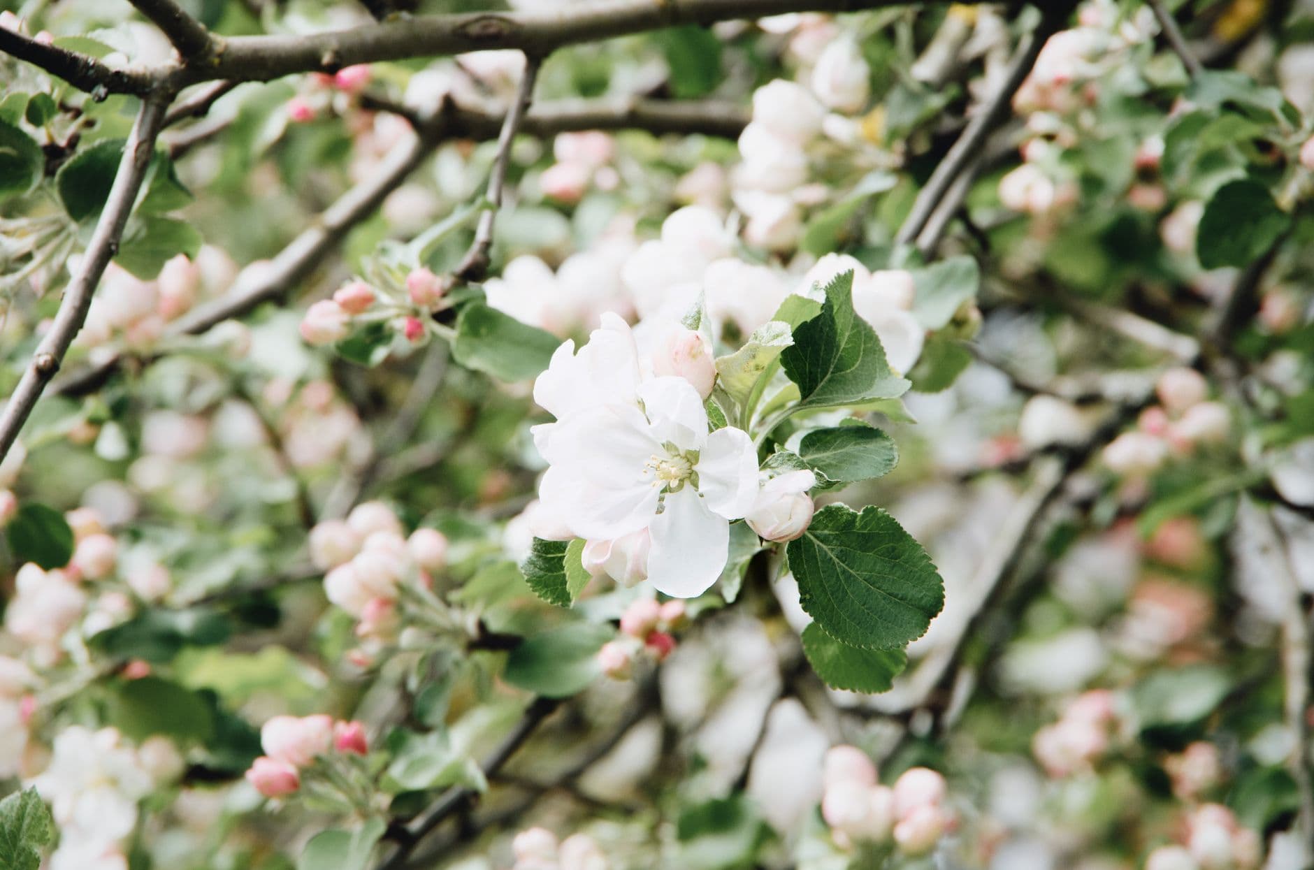 Sherwood Orchards