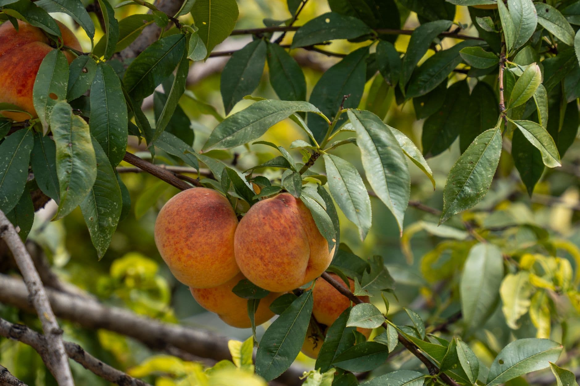 Smolak Farms