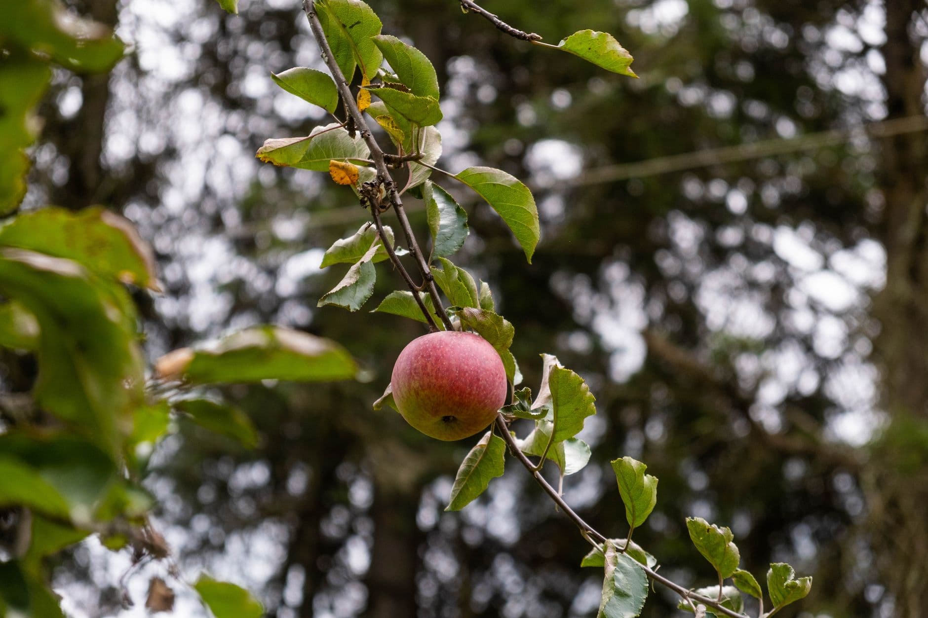 Soons Orchards