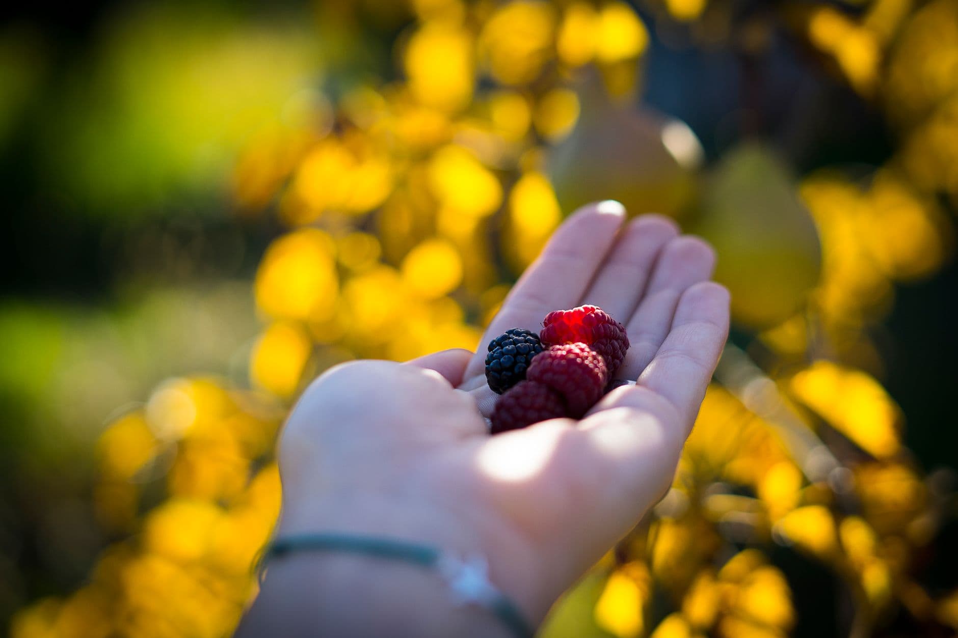 South Barlow Berries