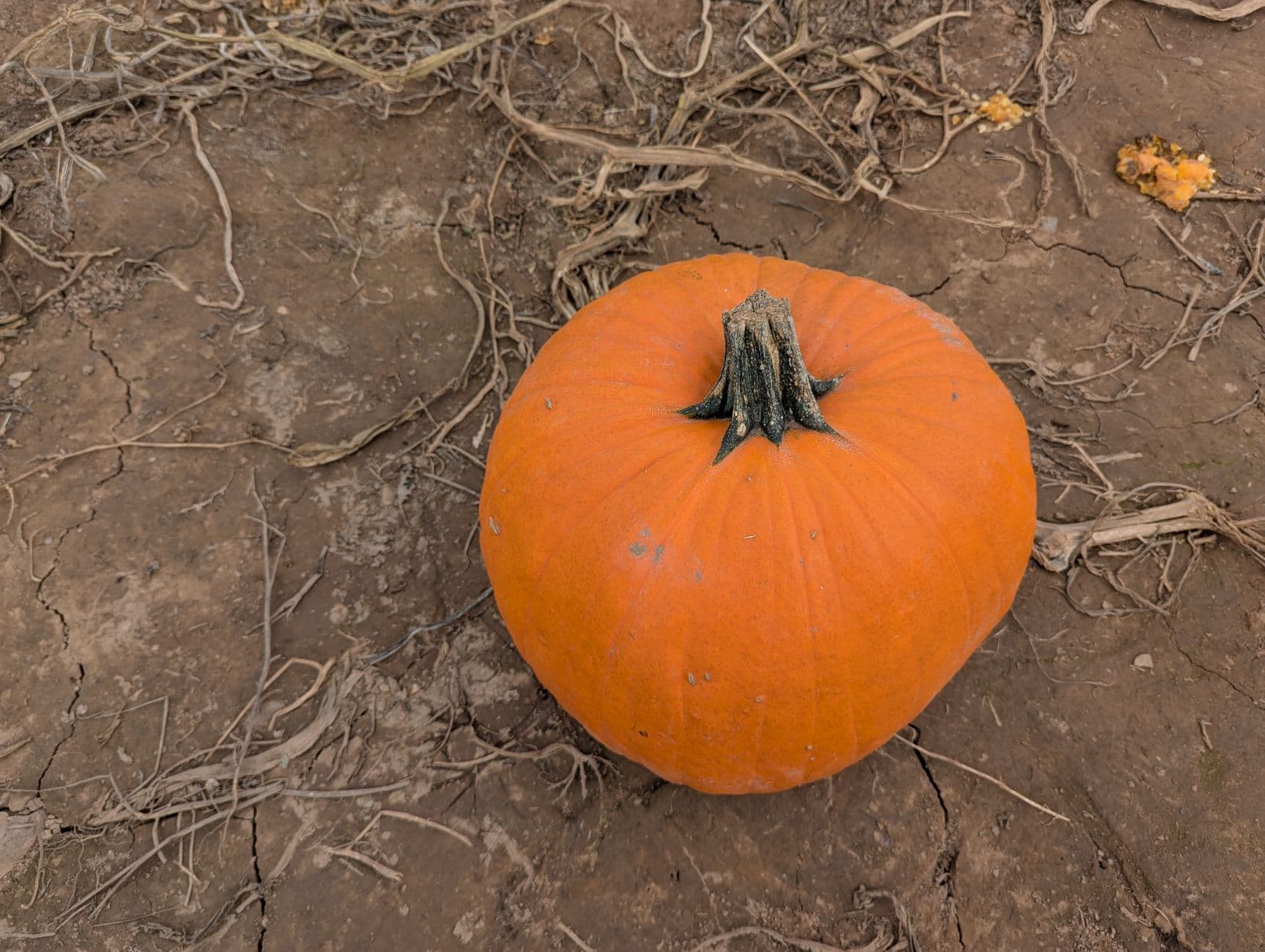 Specca Farms