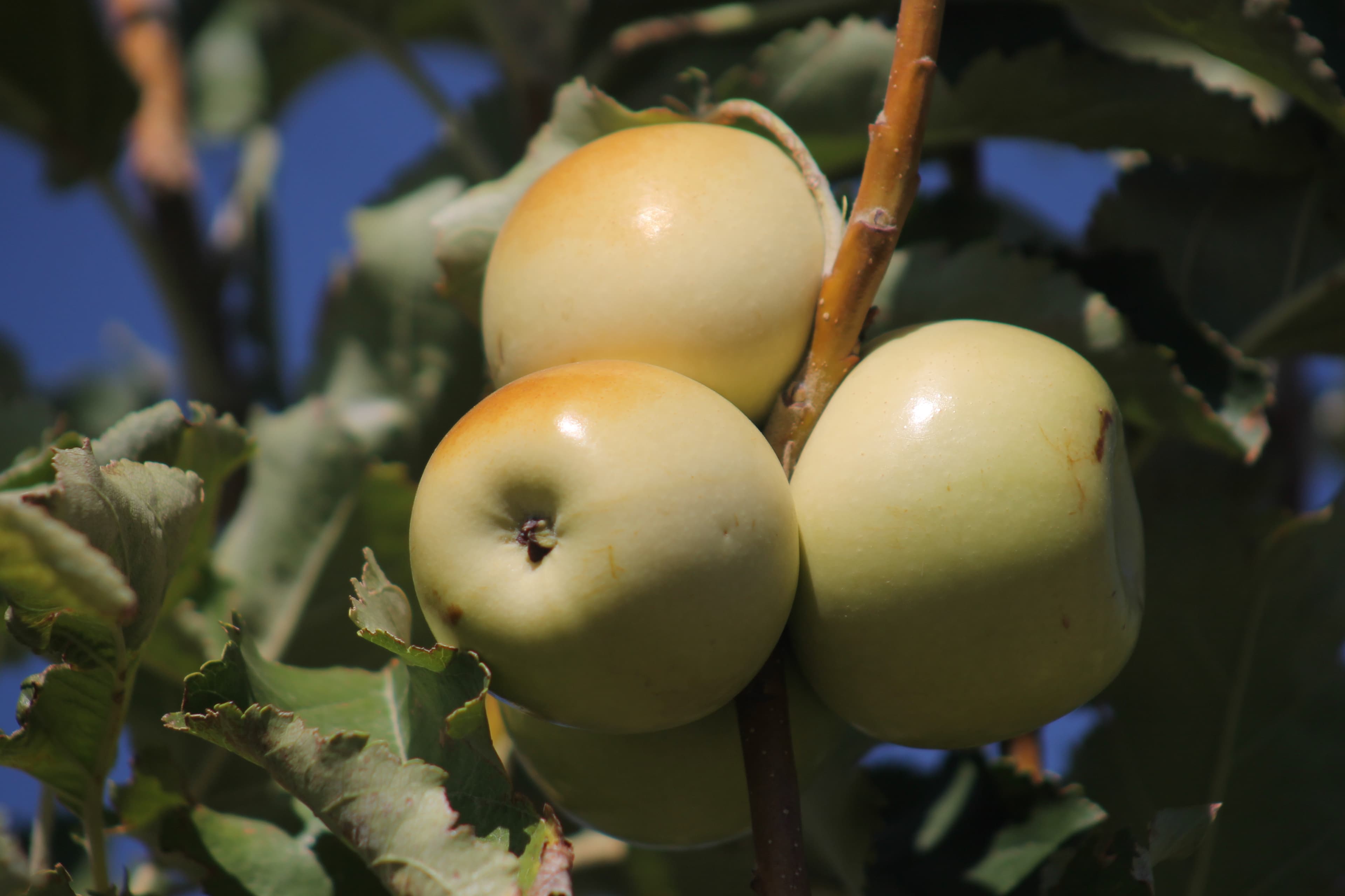 Spicer Orchards