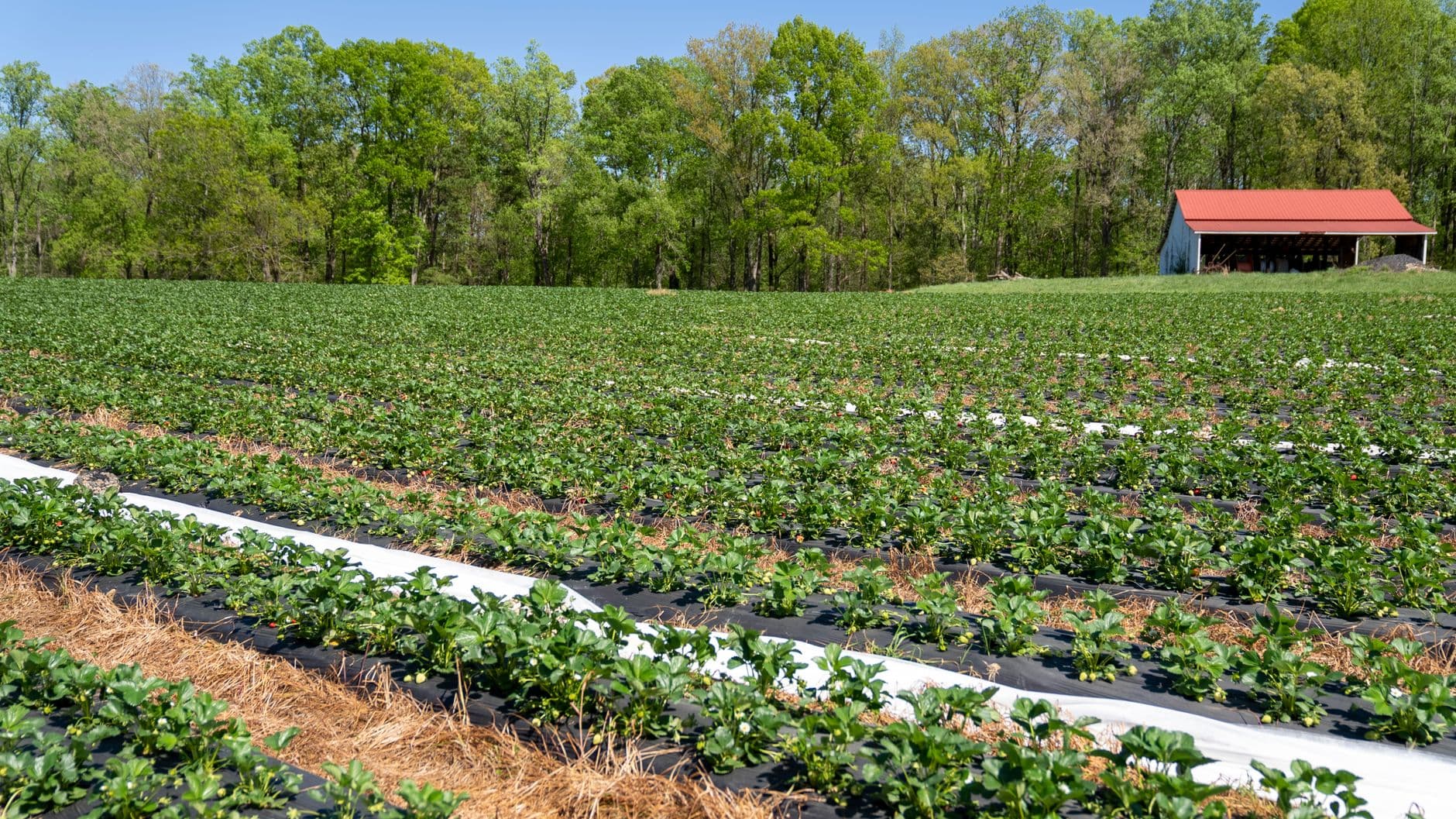 Sprouting Roots Farm