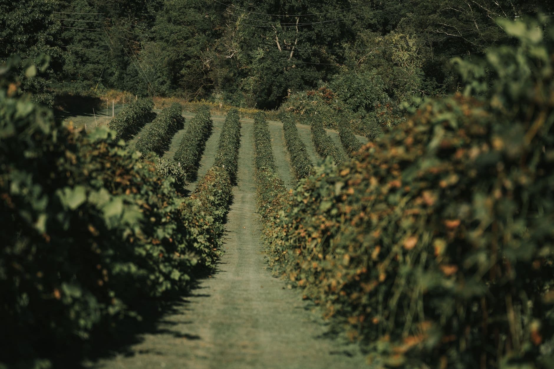 Stateline Blueberries