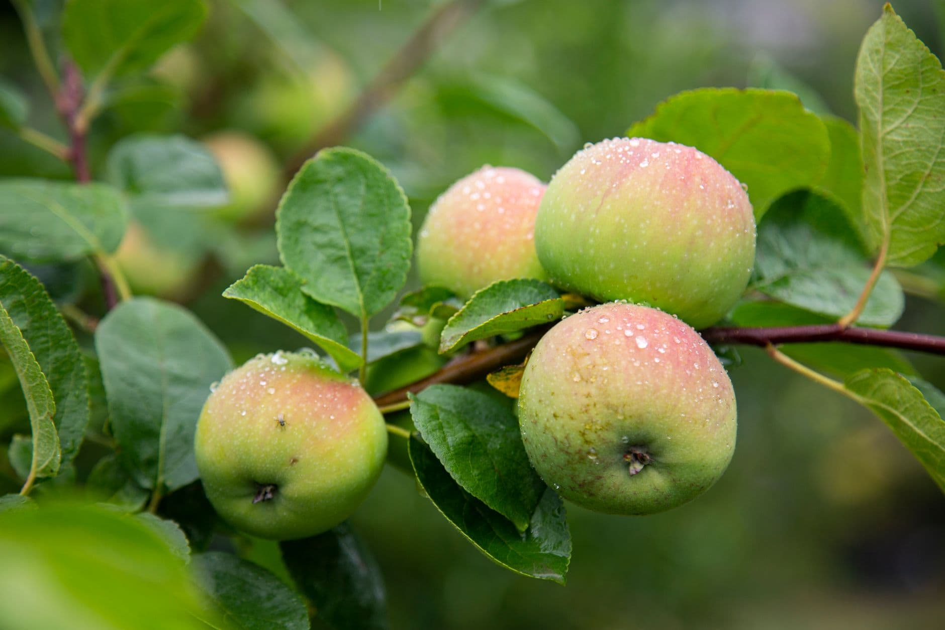 Steere Orchard