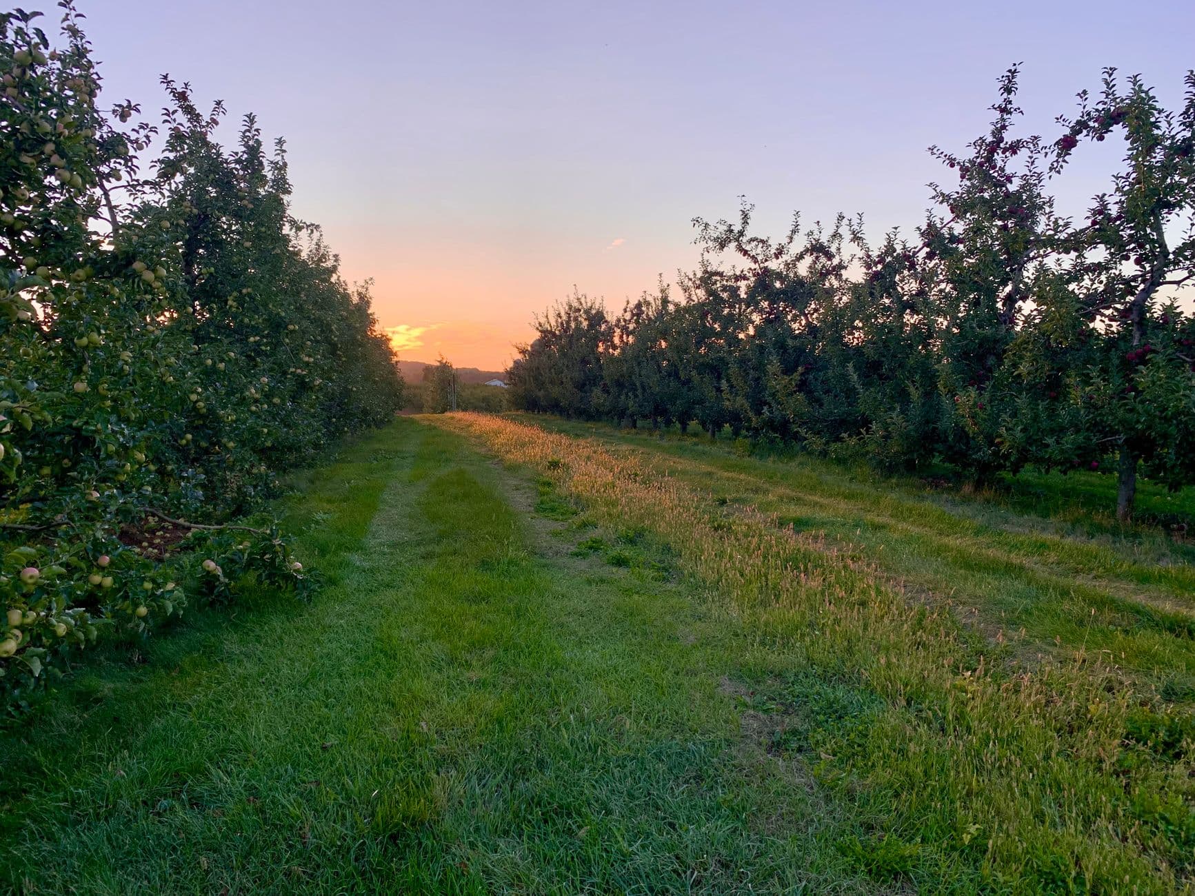 Steffens Orchard Market
