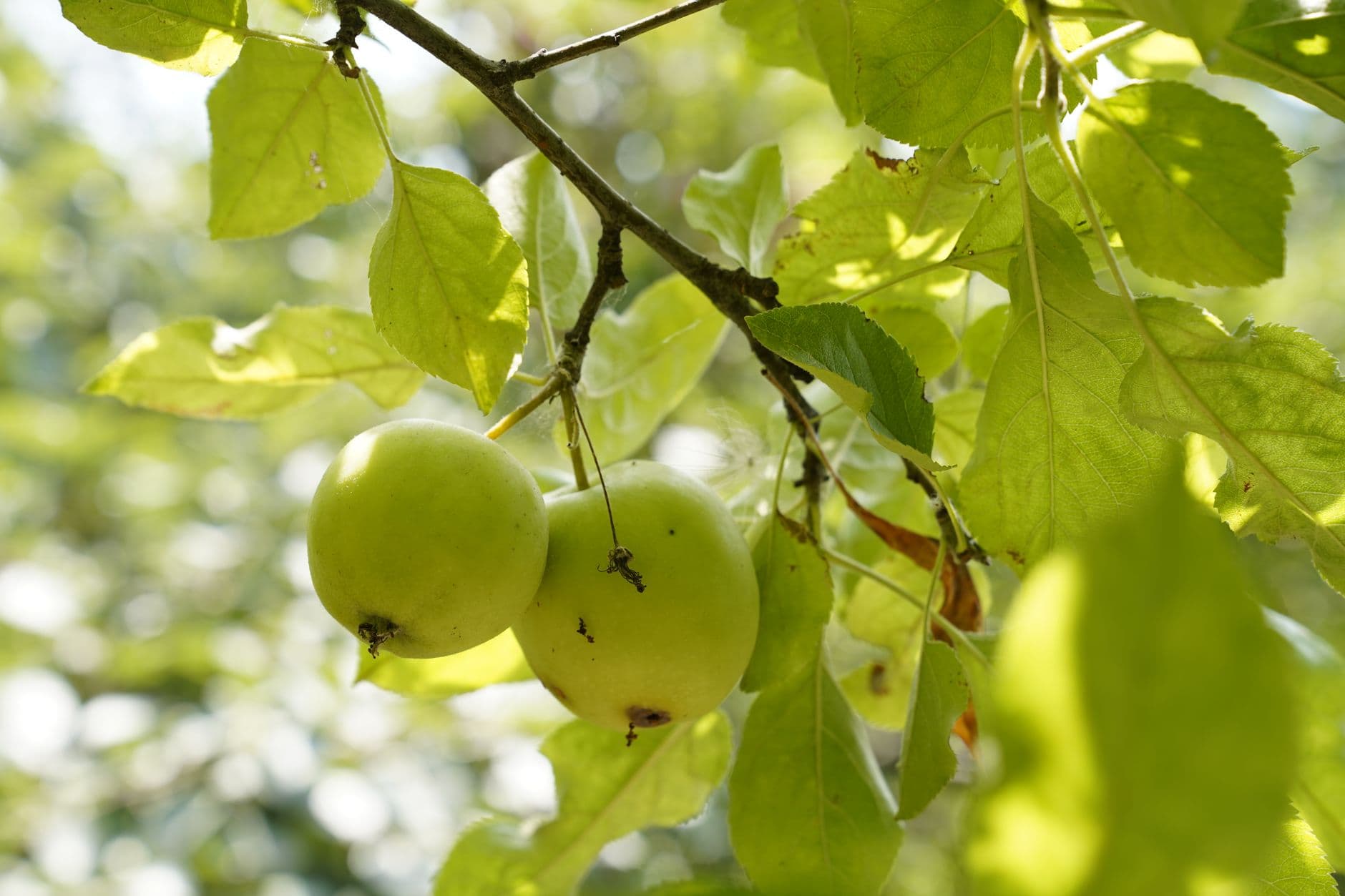 Stone Ridge Orchard