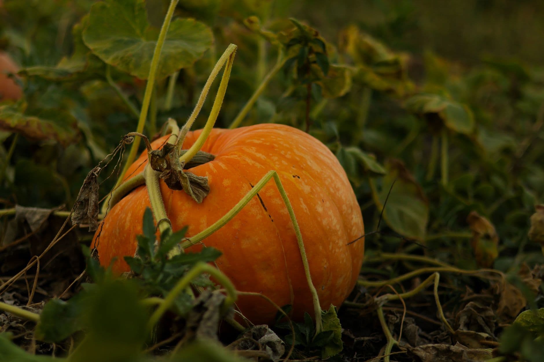 Stoney Brook Farms