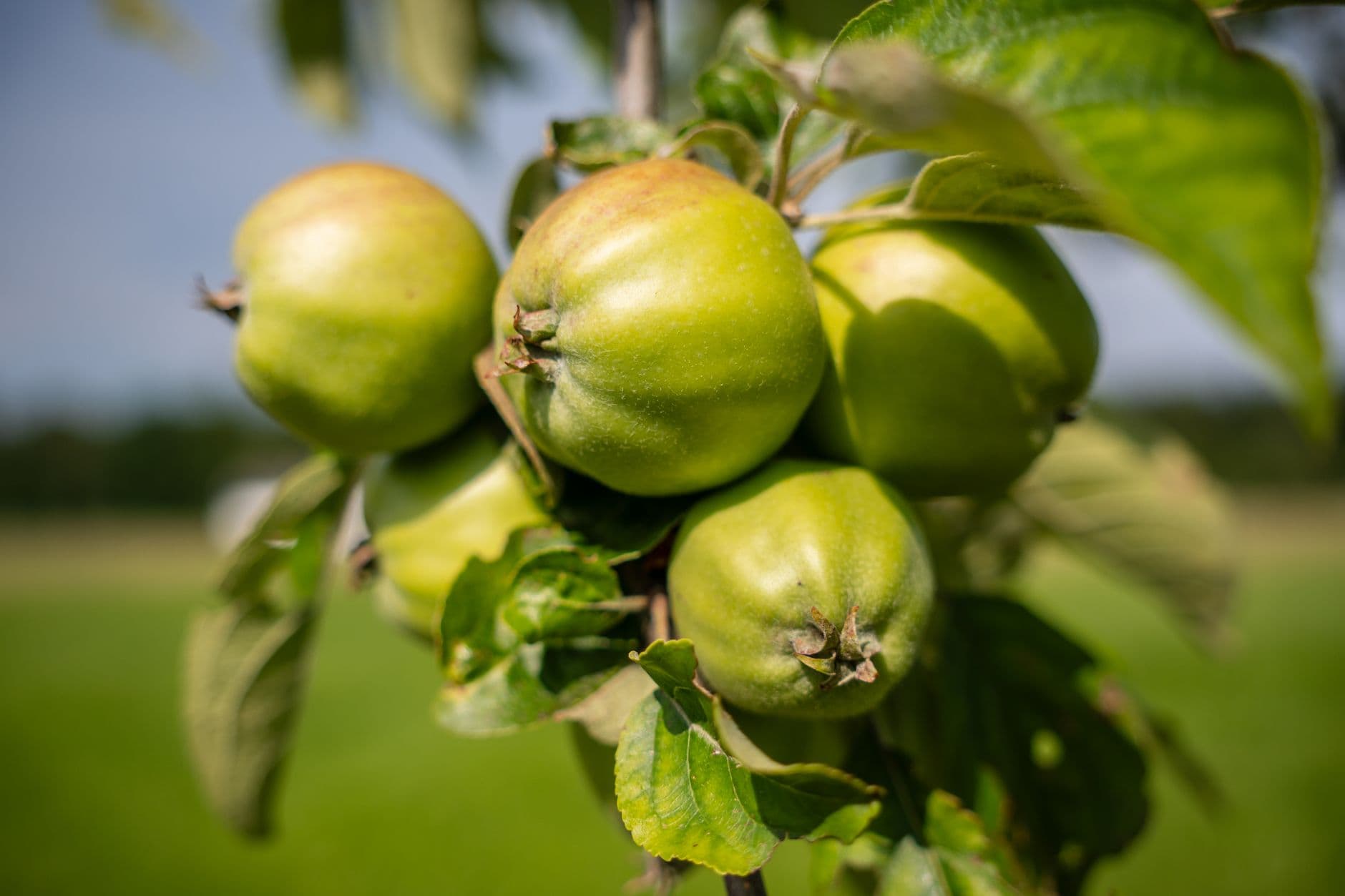 Stony Creek Orchard & Cider Mill