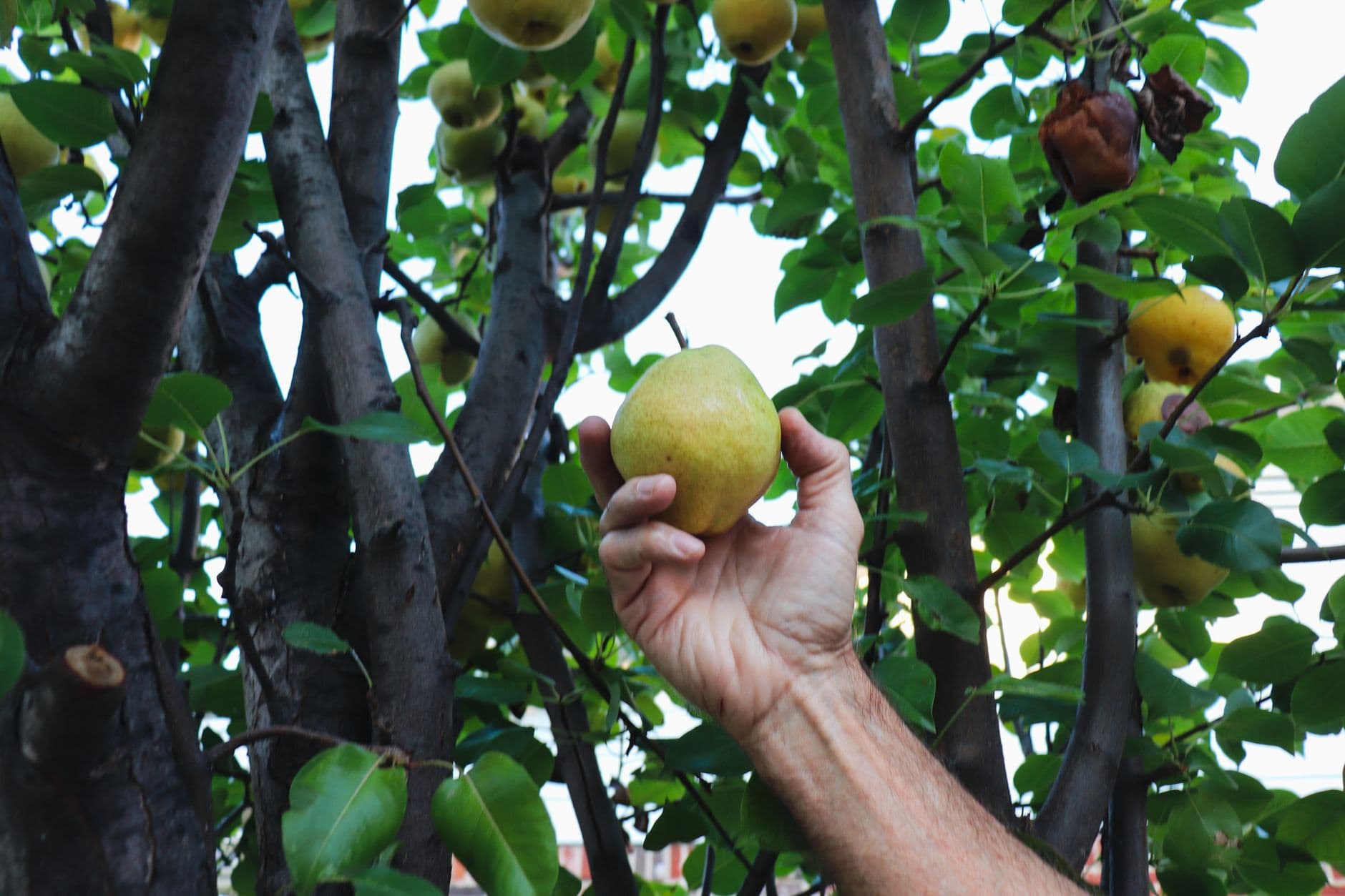 Strawberry Hill Farm