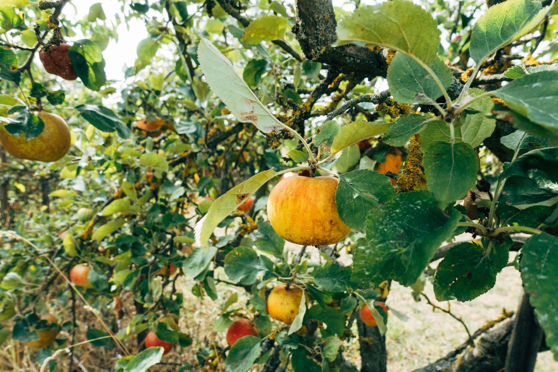 Stribling Orchard